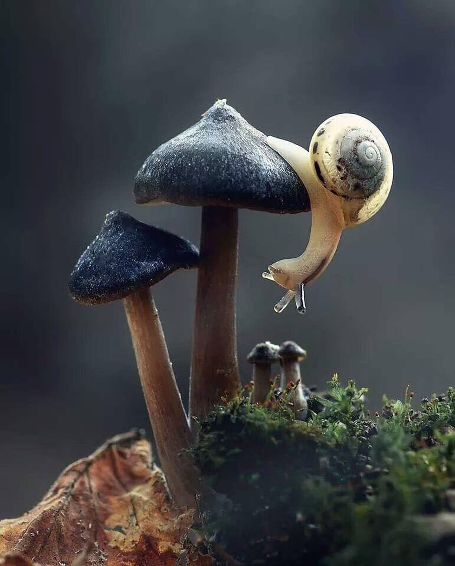 一隻蝸牛在長滿苔蘚的森林環境中爬上一朵深色蘑菇。