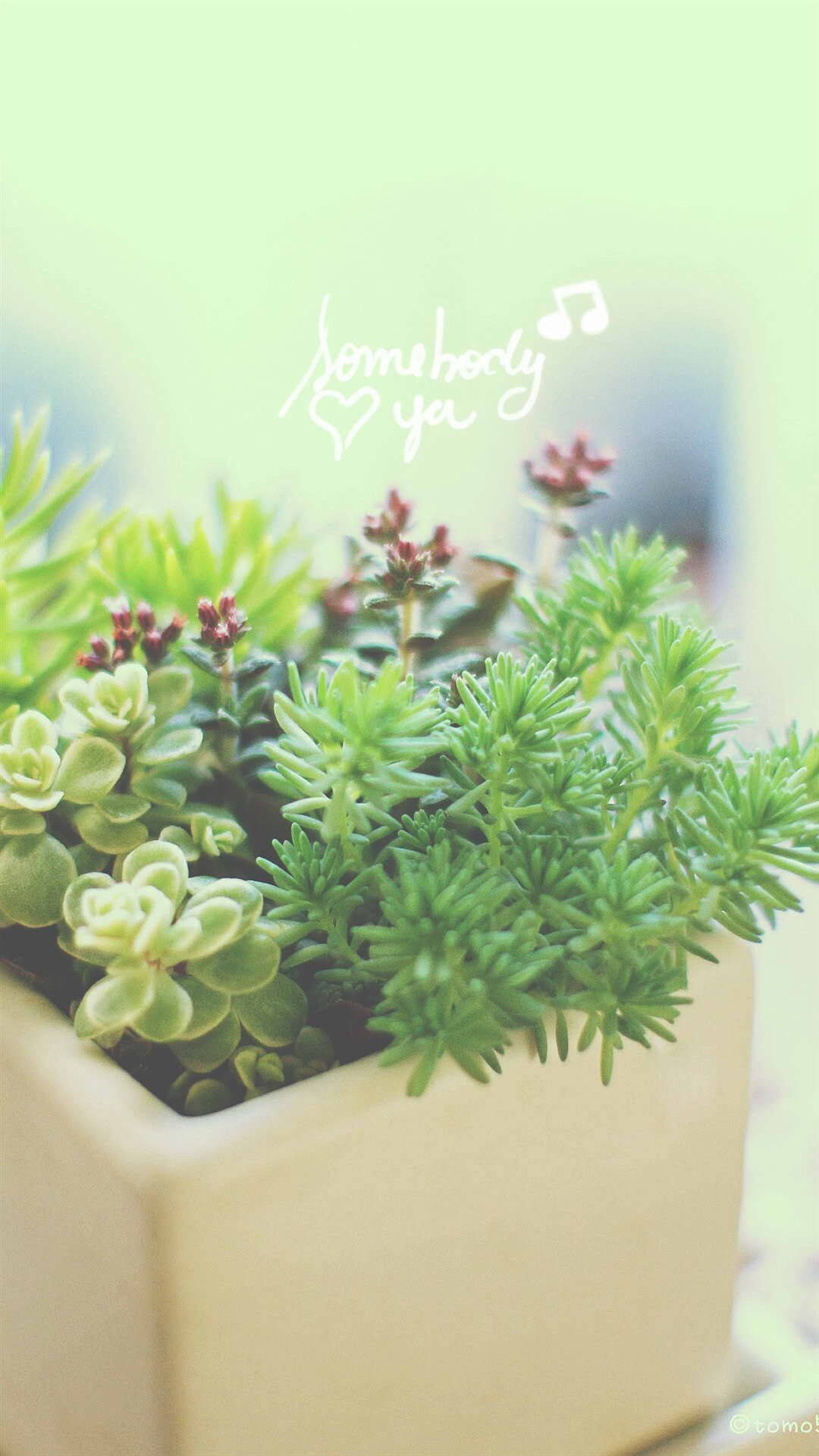 米色花盆中各種多肉植物，手寫文字「somebody ya」配上心形和音符。