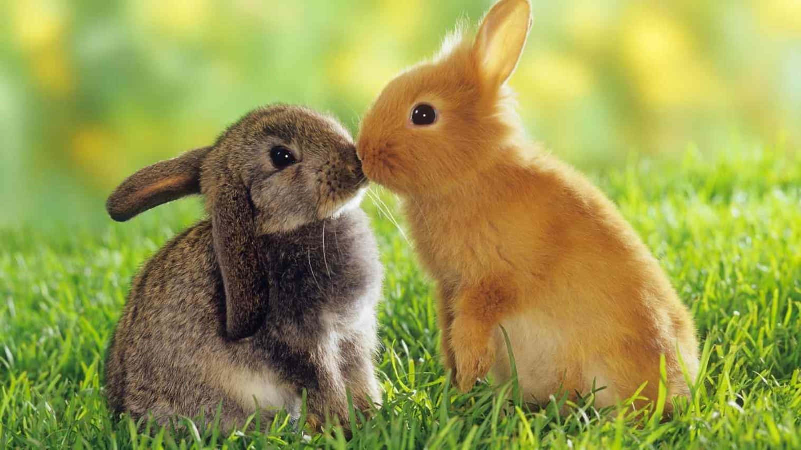 融化你心的可愛幼年動物 壁紙 — 兩隻可愛的兔子，一隻灰色垂耳和一隻橙色，在明亮的陽光下，在充滿活力的綠草中互相依偎。