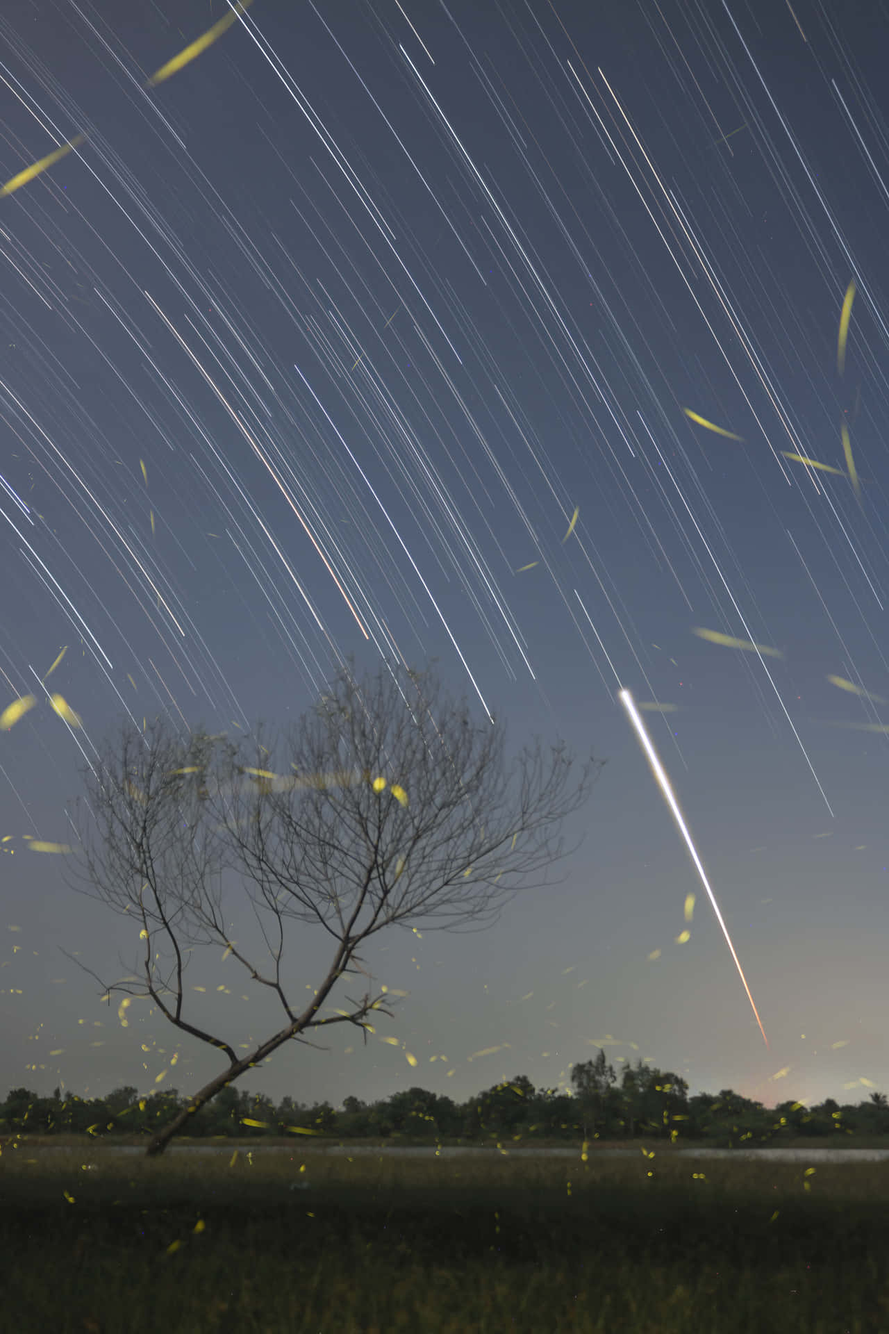 夜晚田野中的一棵裸樹，螢火蟲和流星劃過星軌天空。
