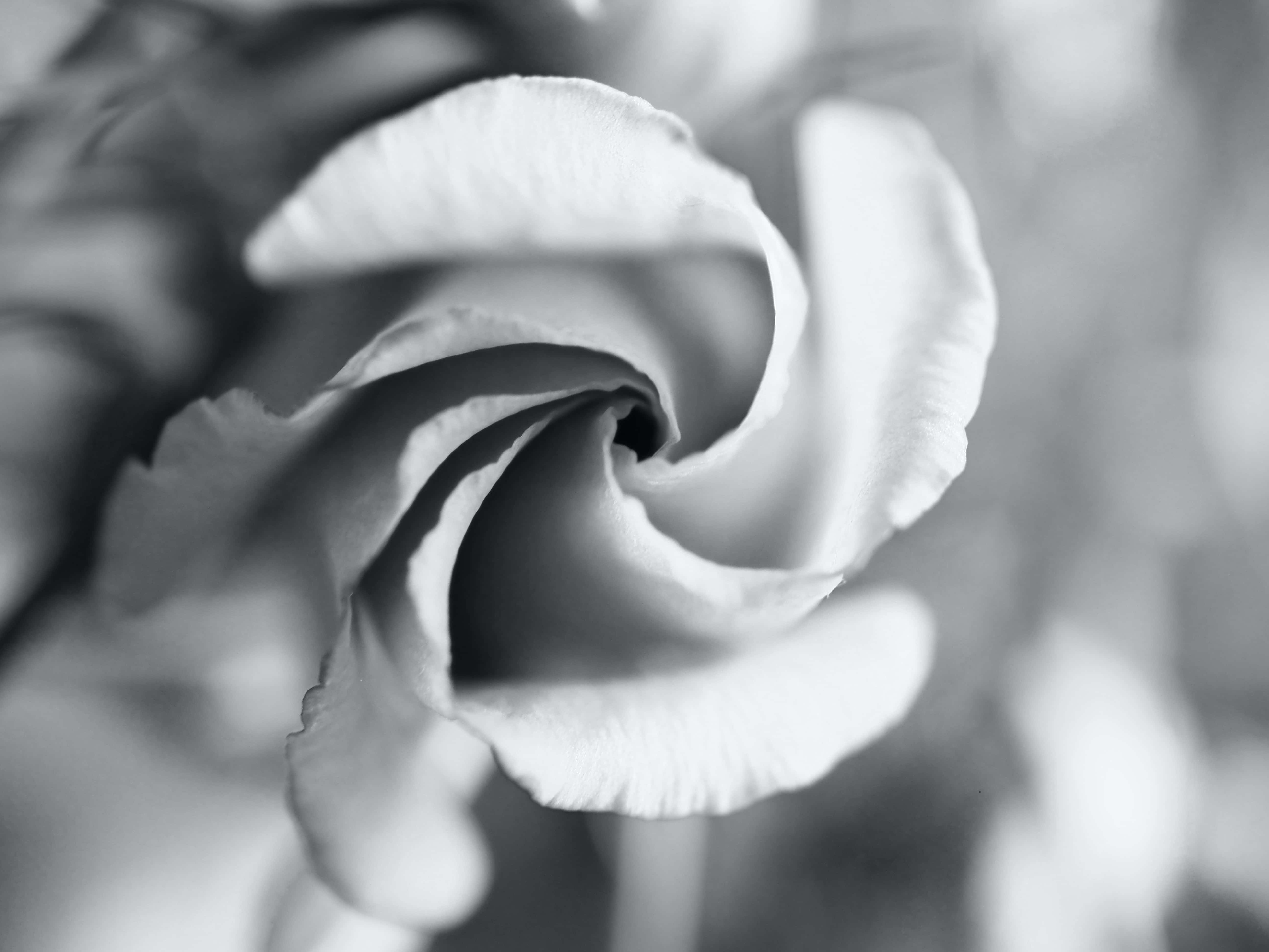 Black And White Flower 桌布 壁紙 — 螺旋花瓣的黑白特寫，展現細膩紋理和柔和陰影。
