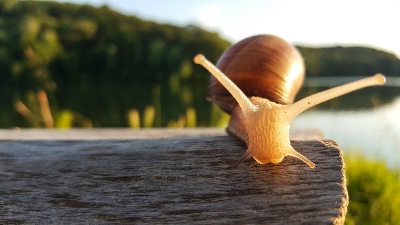 螺與夕陽 壁紙 — 黃金時段，一隻褐色蝸牛伸出觸角，在模糊湖泊附近風化的木質表面上爬行的特寫。
