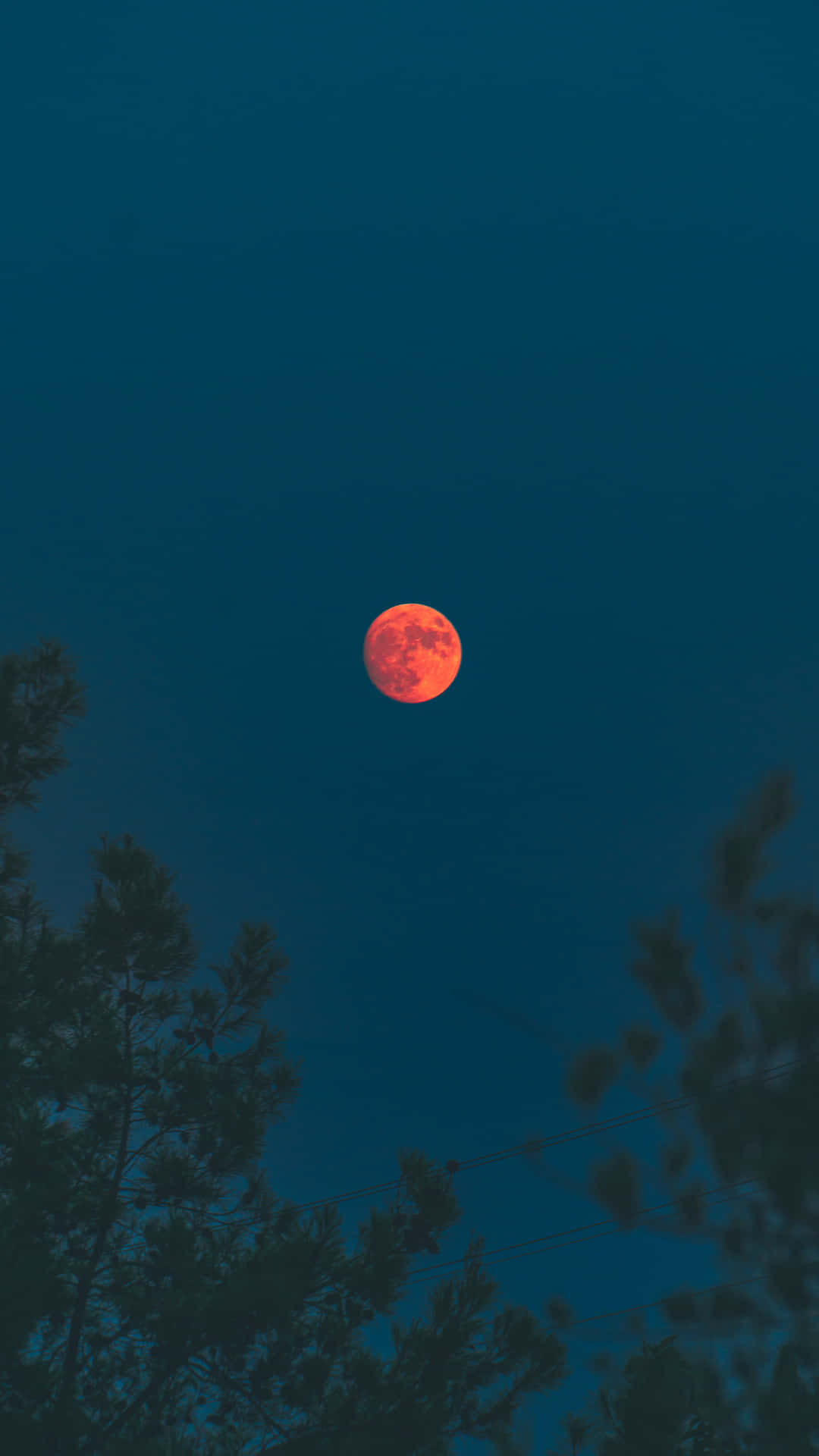 一顆發光的橙色月亮在深藍綠色夜空背景下，從黑暗的樹木剪影上方升起。