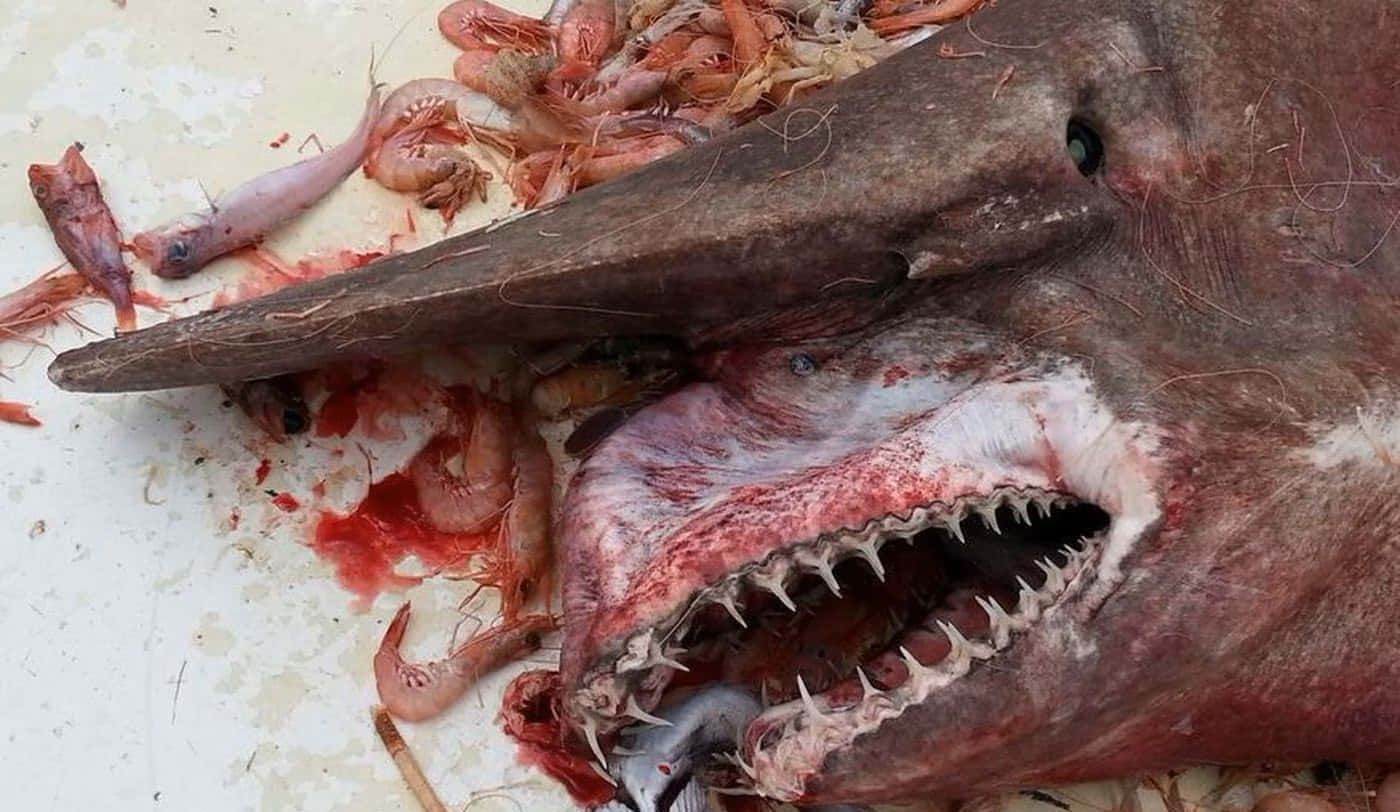 血腥死亡鬼鮫圖 壁紙 — 一個特寫鏡頭，展示一個長鼻、滿口利齒的大型魚頭，周圍散落著蝦和血跡，位於白色表面上。
