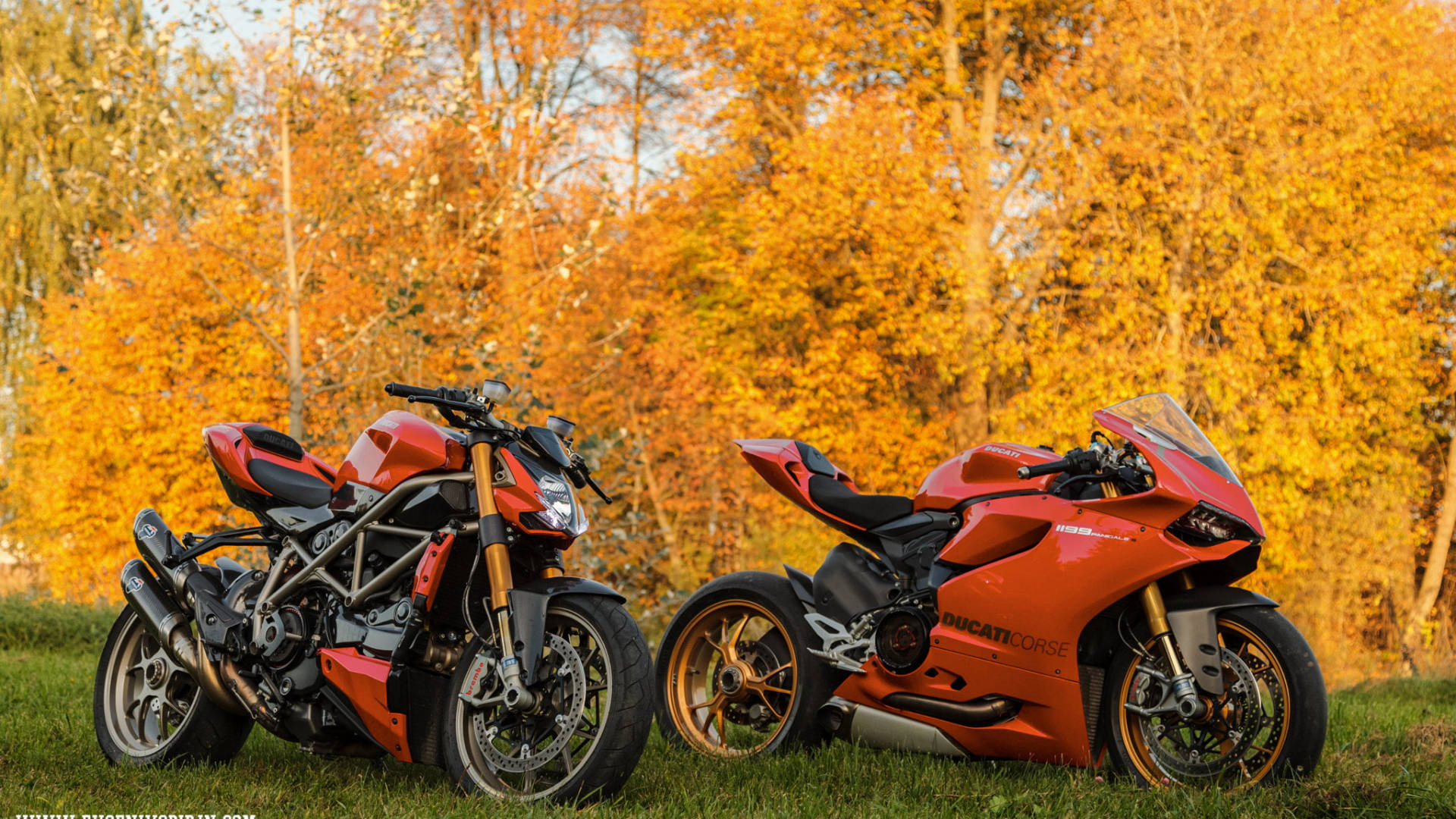兩輛紅色Ducati電單車停在草地上，背後有金黃色的秋樹。
