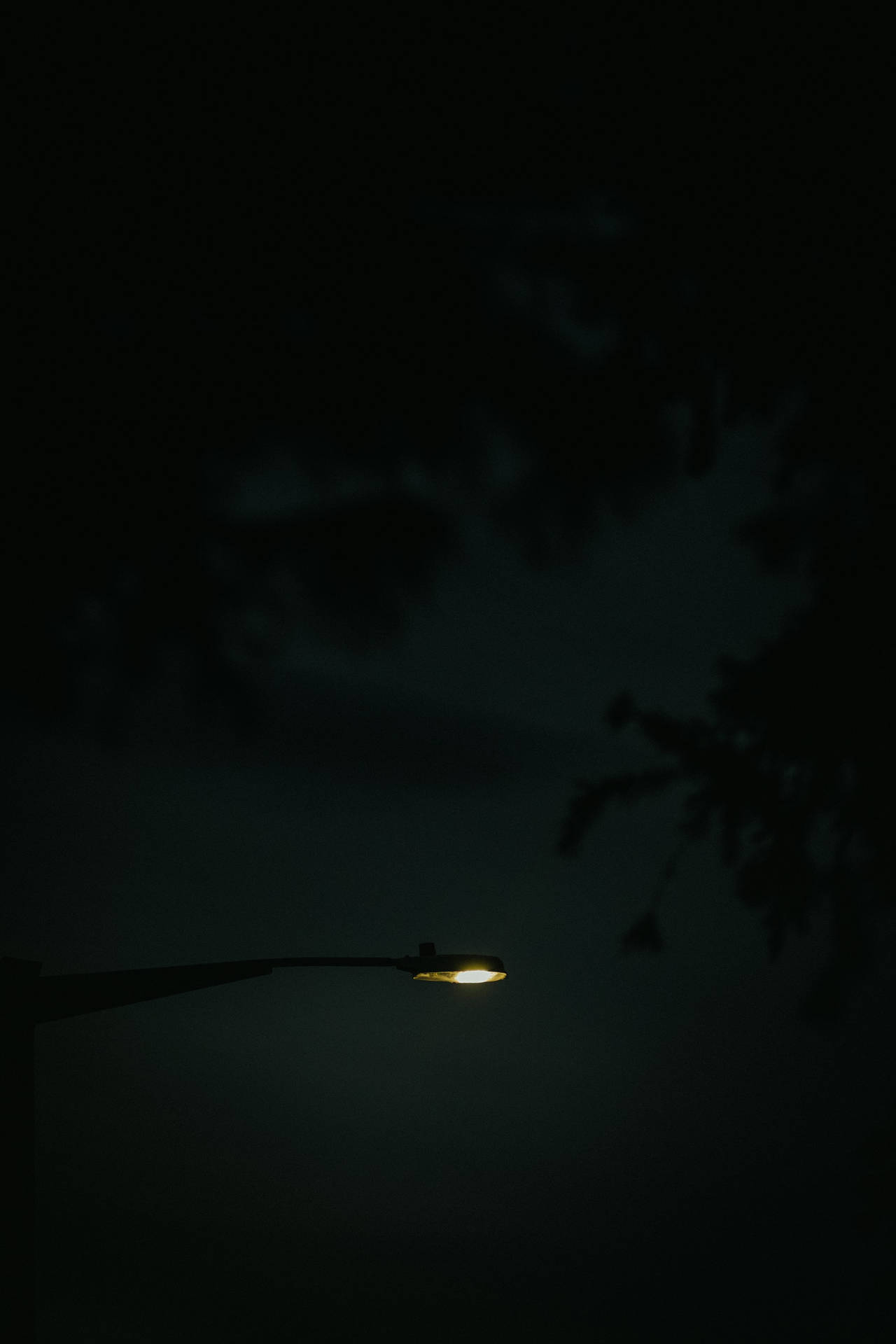 孤獨的街燈在黑暗的夜空中閃耀，伴隨著樹木的剪影。