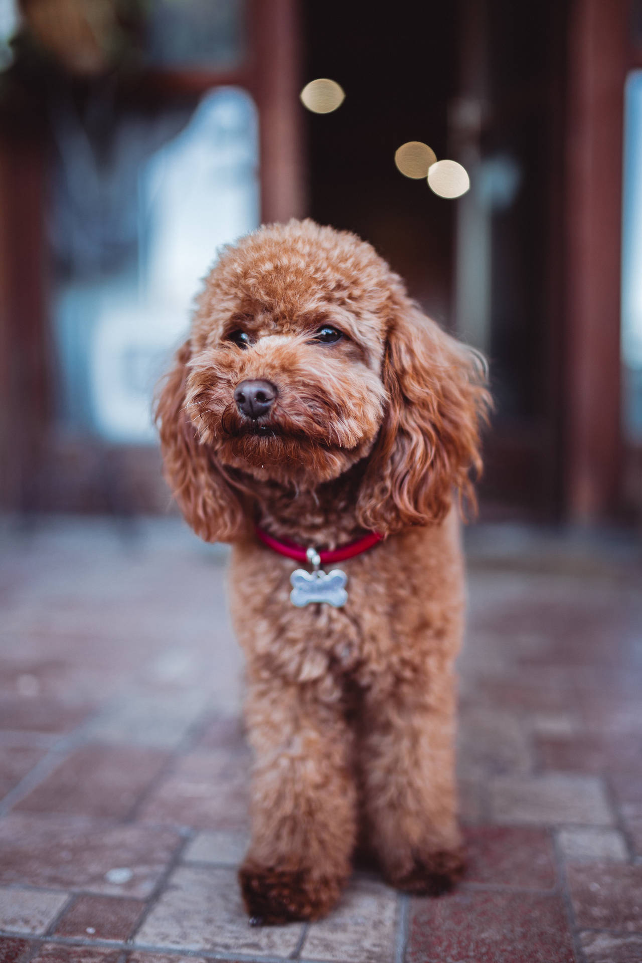 一隻棕色貴賓犬戴著紅色項圈和骨頭標籤站在瓷磚地板上。
