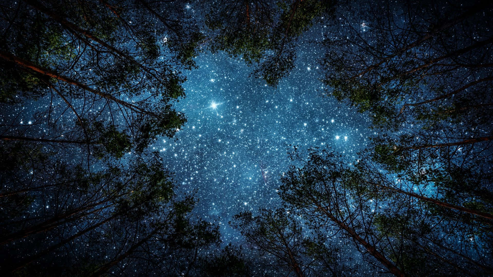 透過森林樹冠看到的星空夜空。