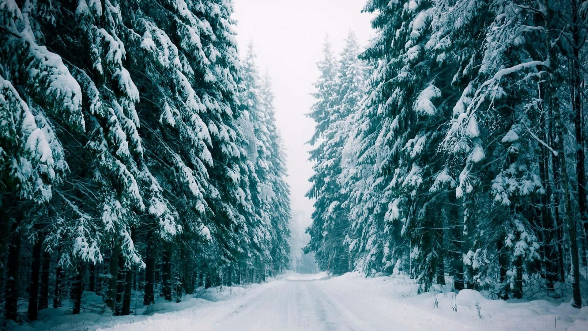 被壯麗山景環繞的美麗雪林 壁紙 — 一條被雪覆蓋的道路蜿蜒穿過茂密的常綠樹林，樹木在蒼白的冬日天空下被厚厚的白雪覆蓋。