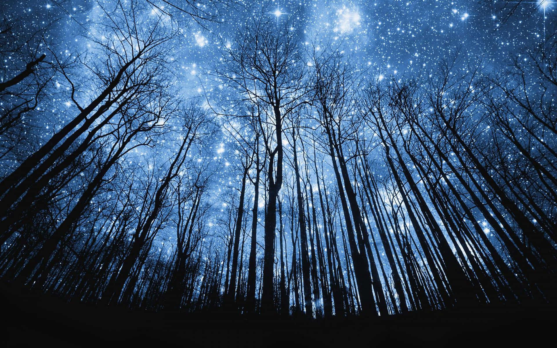 光禿禿的樹木剪影映襯著閃耀宇宙藍光的星空夜空。