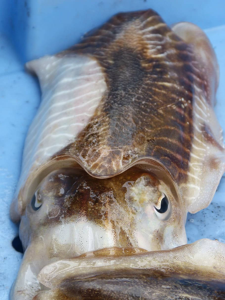 被捕獲的褐墨魚 壁紙 — 墨魚嘅特寫，身上有複雜嘅啡色同白色圖案，躺喺藍色表面上。