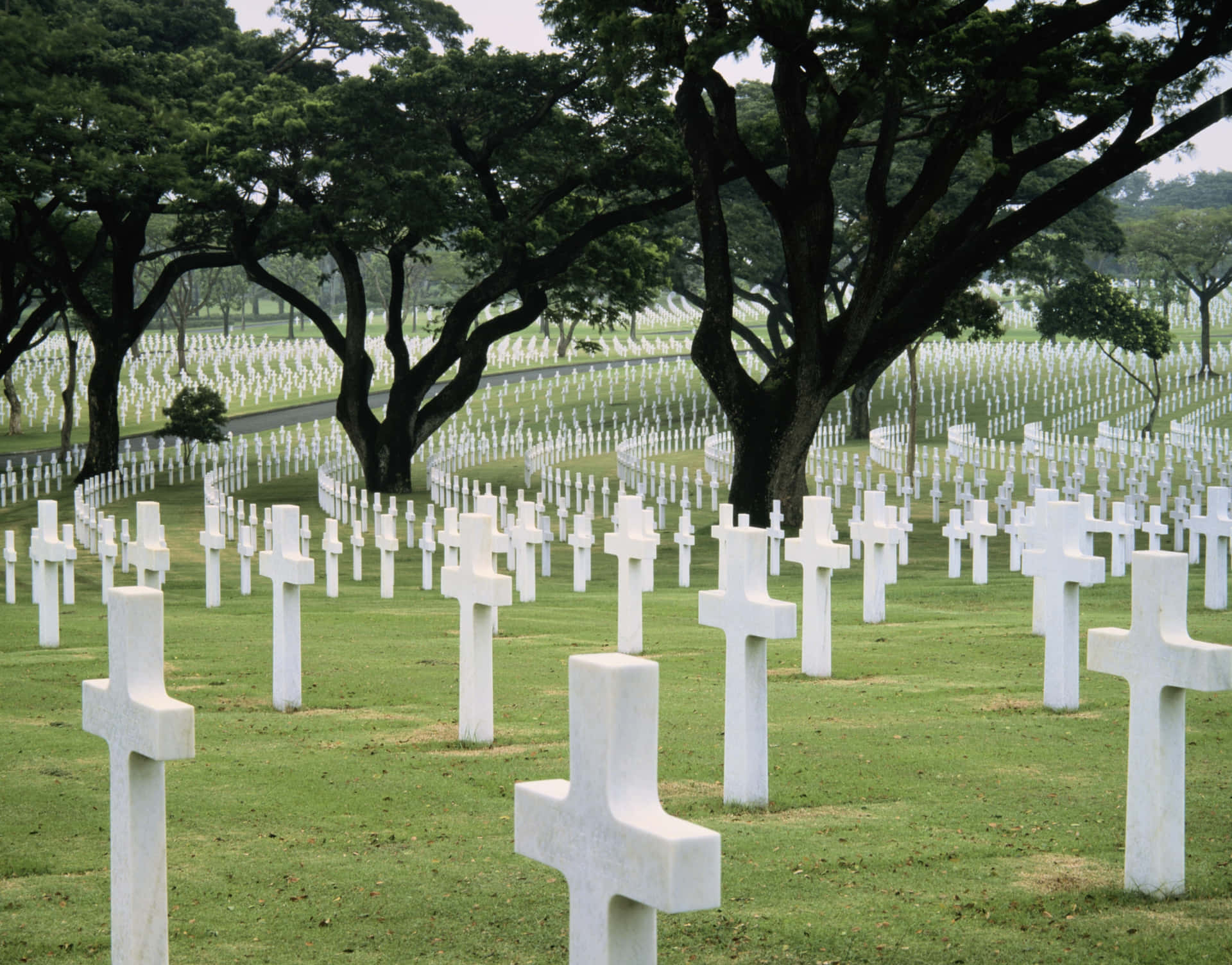 大樹下寧靜軍事墓園中的一排排白色十字架。