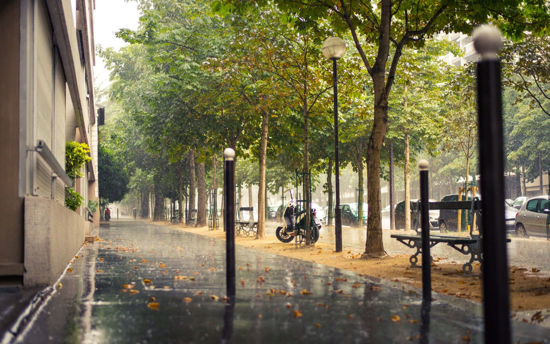 被樹木與建築環繞的生動街道步道 壁紙 — 一條雨中的城市行人道，兩旁種滿樹木和長椅，在柔和日光下反射濕漉漉的路面。