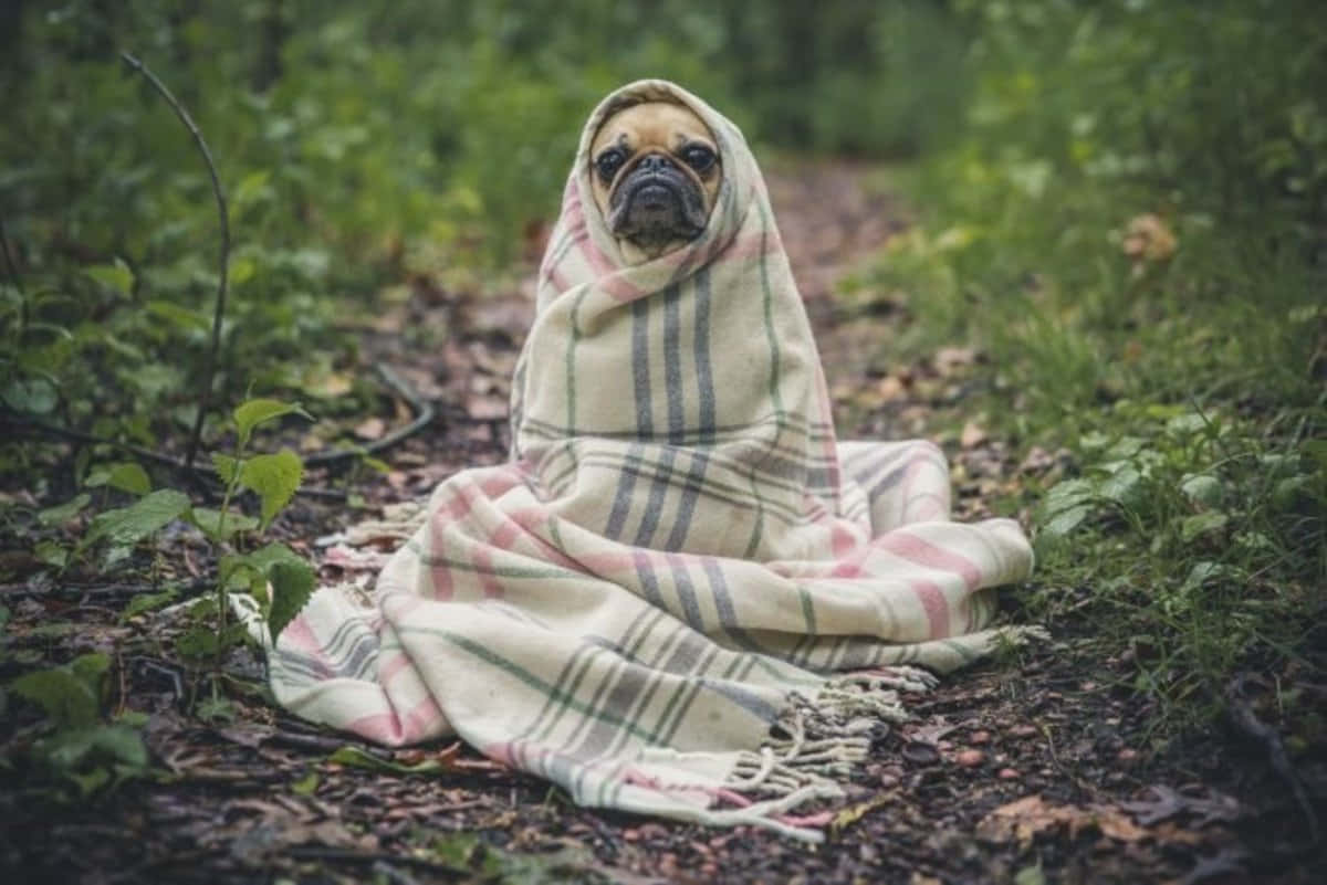 一隻巴哥犬裹著格仔毯坐在森林小徑上。