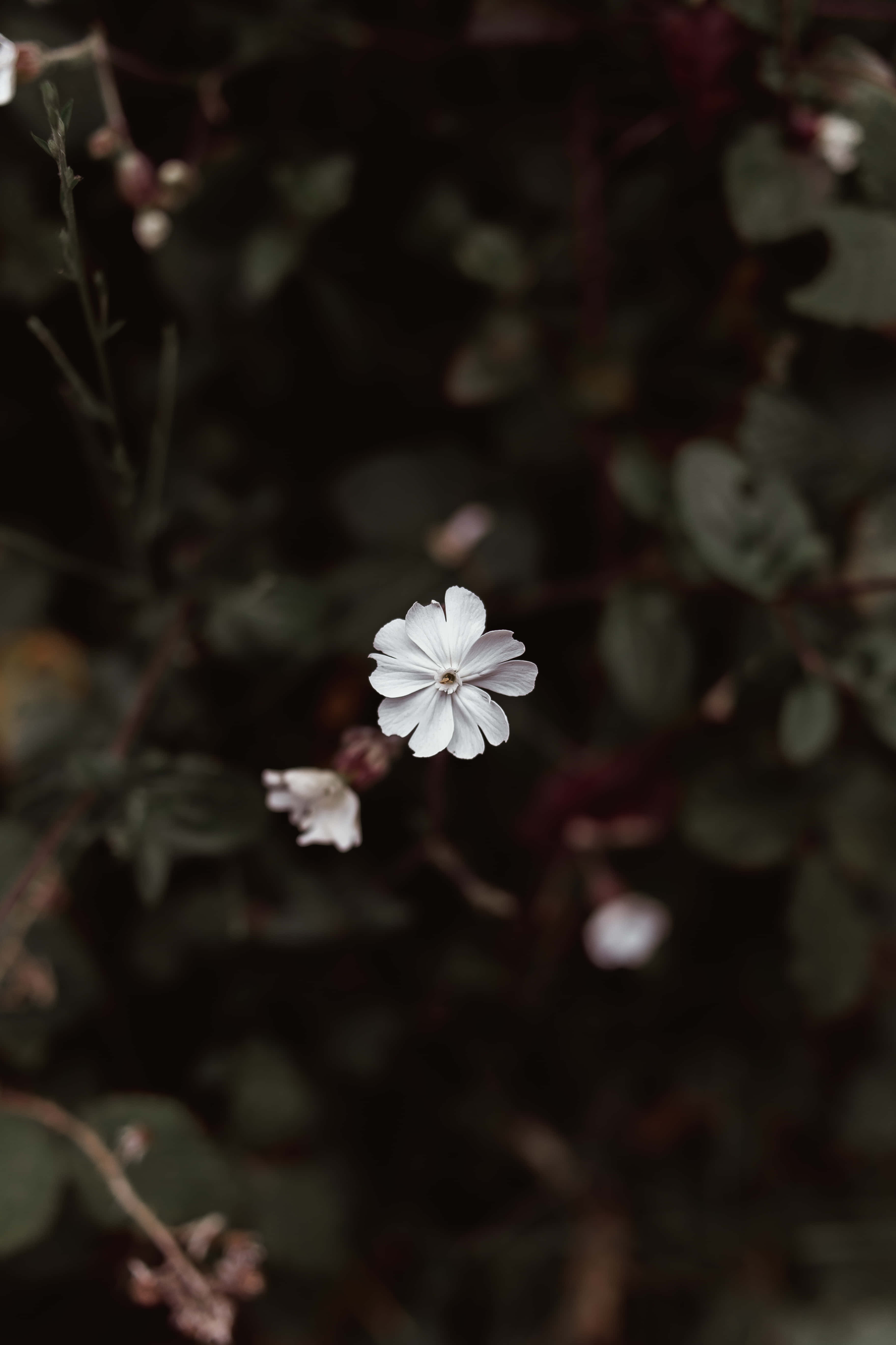 被深綠葉環繞的優雅白花 壁紙 — 一朵精緻的白花在黑暗模糊的樹葉背景中柔和地綻放。