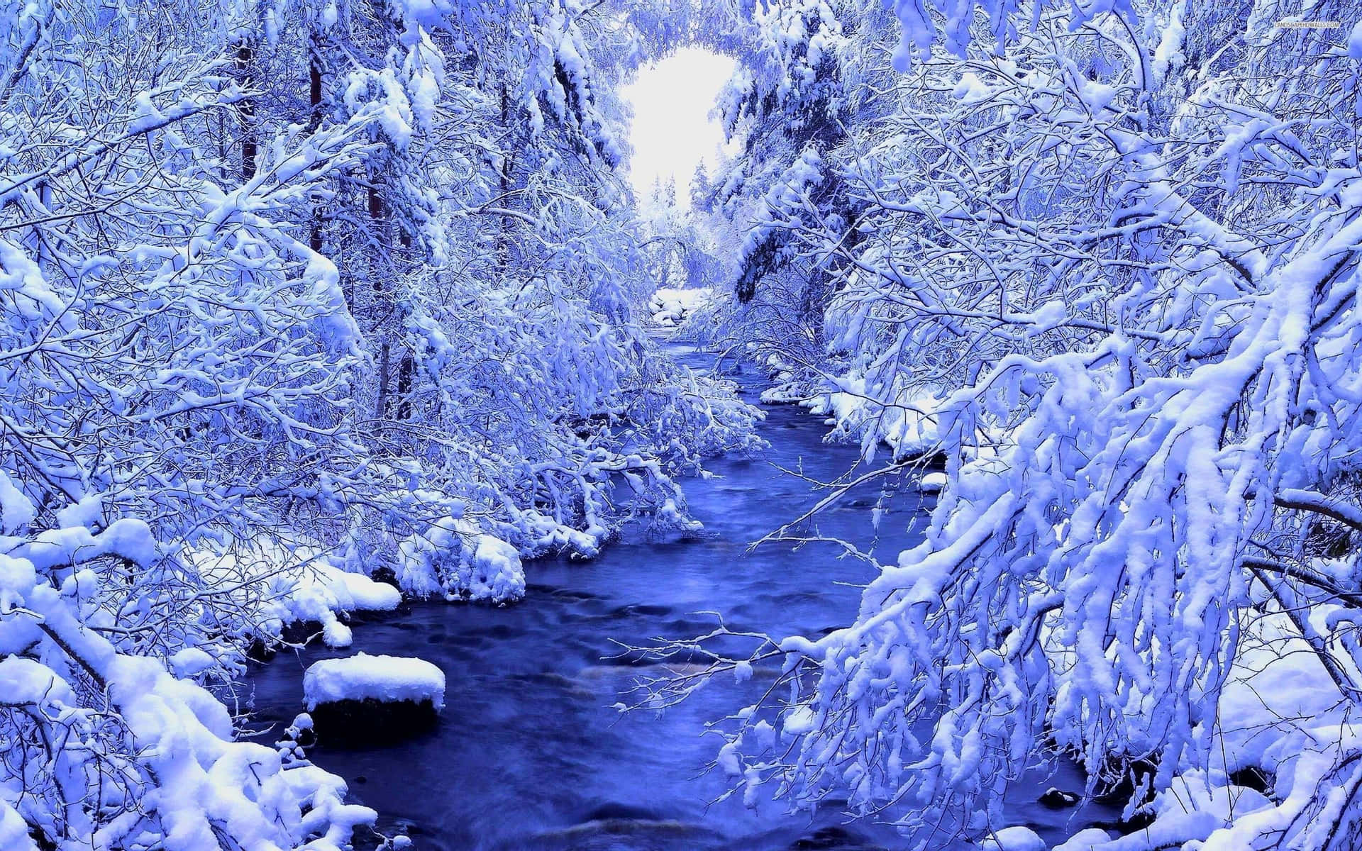 積雪的樹木環繞著冬日森林中流淌的河流。