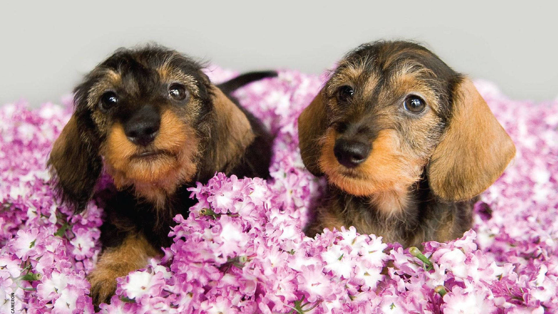 兩隻臘腸犬幼犬依偎在粉紅色和白色的花朵中