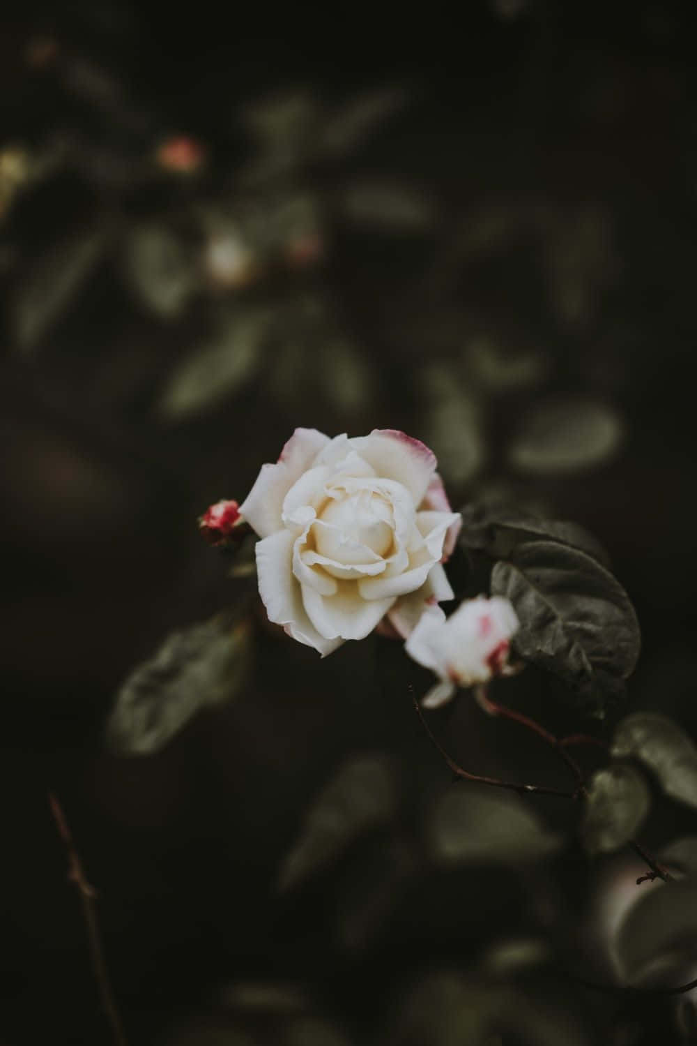 一朵帶有粉紅色尖端的白玫瑰在黑暗的花園中綻放。