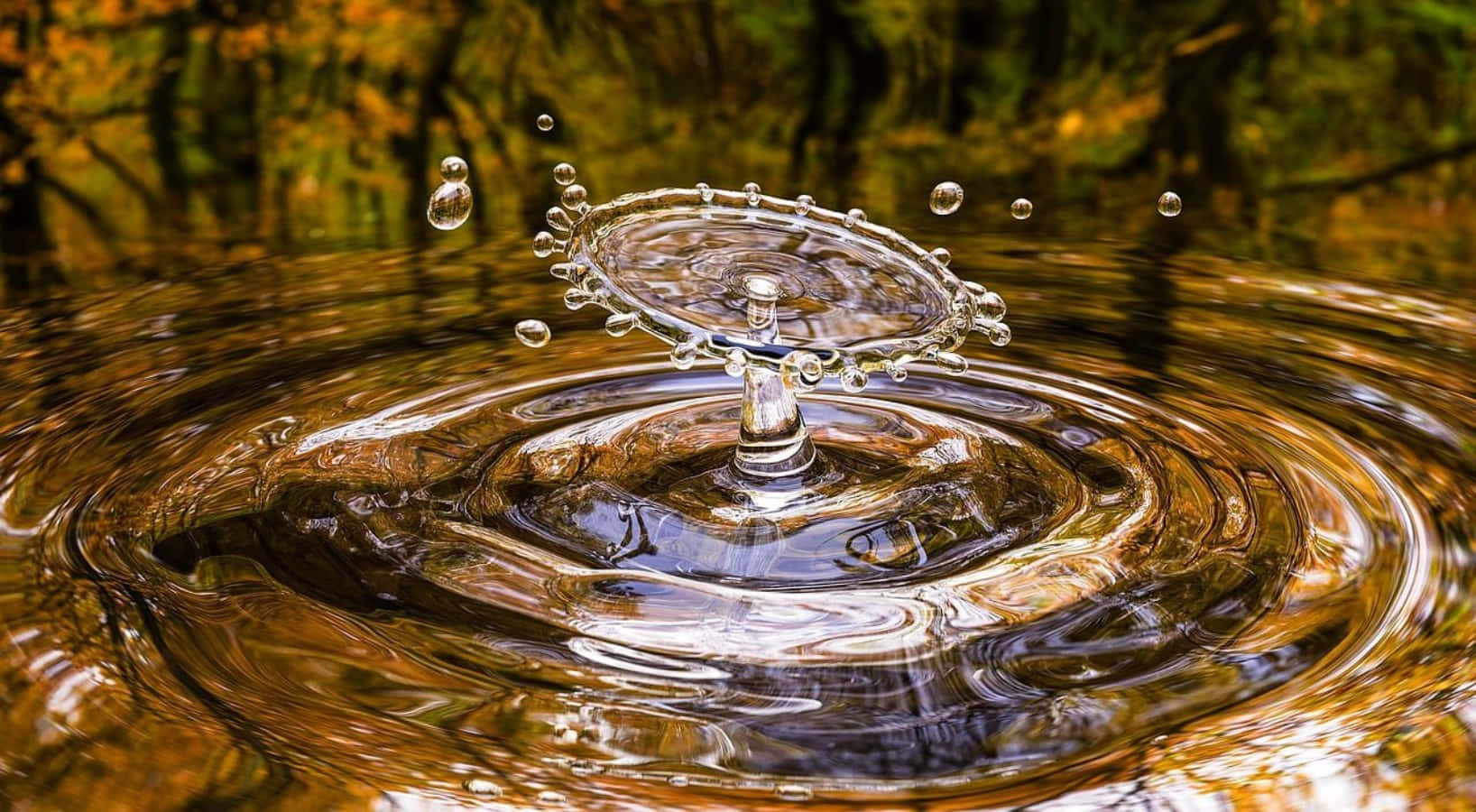 一滴水珠在秋樹環繞的池塘中向上濺起。
