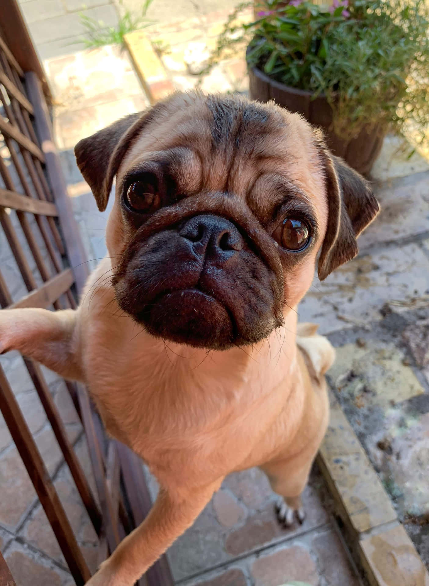 一隻淺黃色八哥犬幼犬從瓷磚露台上抬頭仰望，旁邊有木柵欄和盆栽植物。