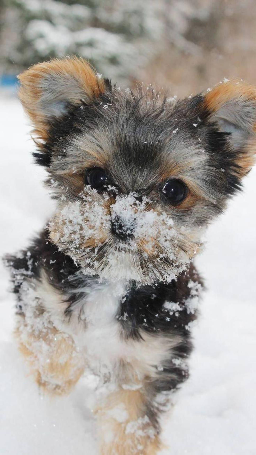 被雪覆蓋的約克夏幼犬 壁紙 — 一隻毛茸茸的約克夏㹴幼犬，臉上和毛髮上有雪花，在雪地戶外場景中直視鏡頭。