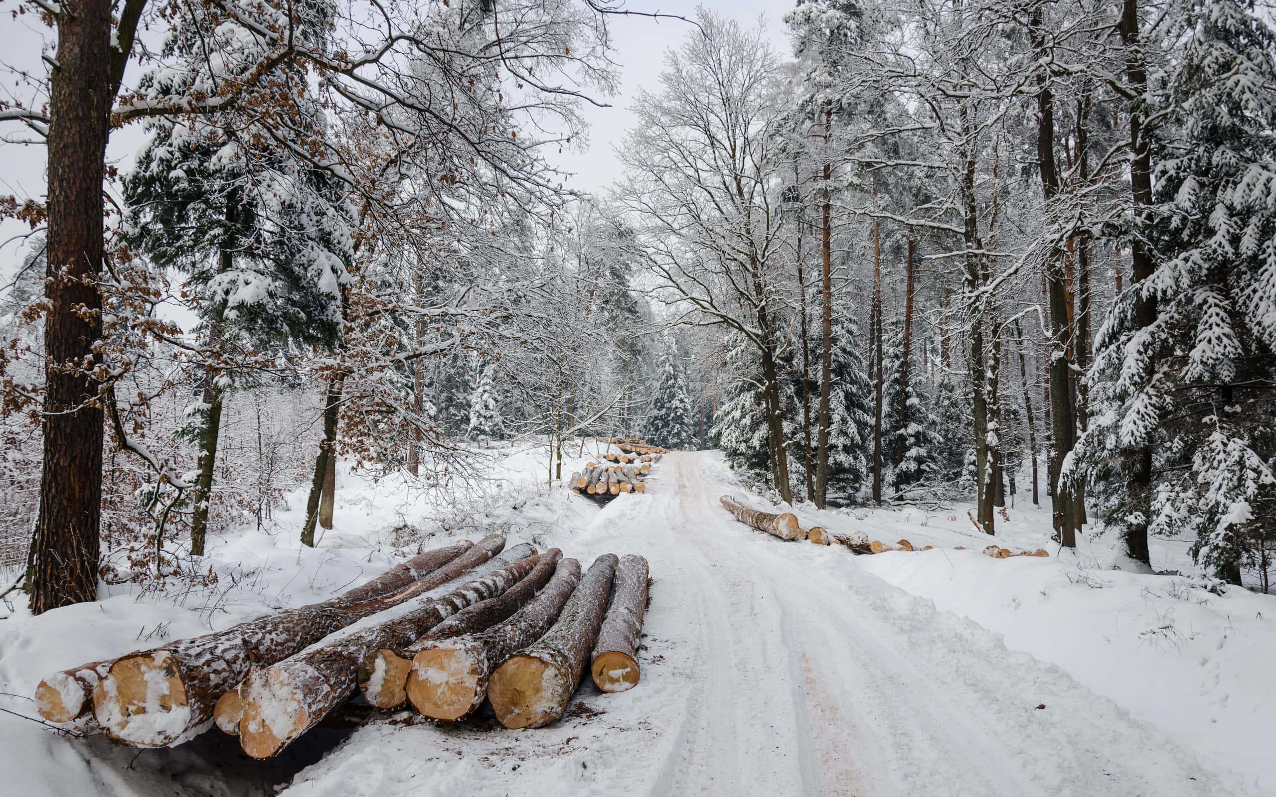 被雪覆蓋的道路，雪中有木頭 壁紙