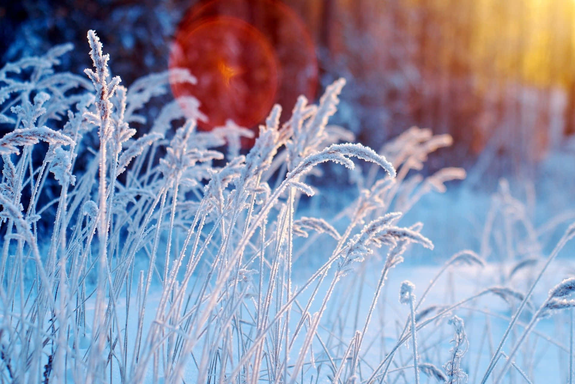 Winter Flowers 桌布 壁紙 — 被霜覆蓋的草葉在柔和冬日陽光下閃爍，模糊背景中帶有溫暖的日落餘暉。
