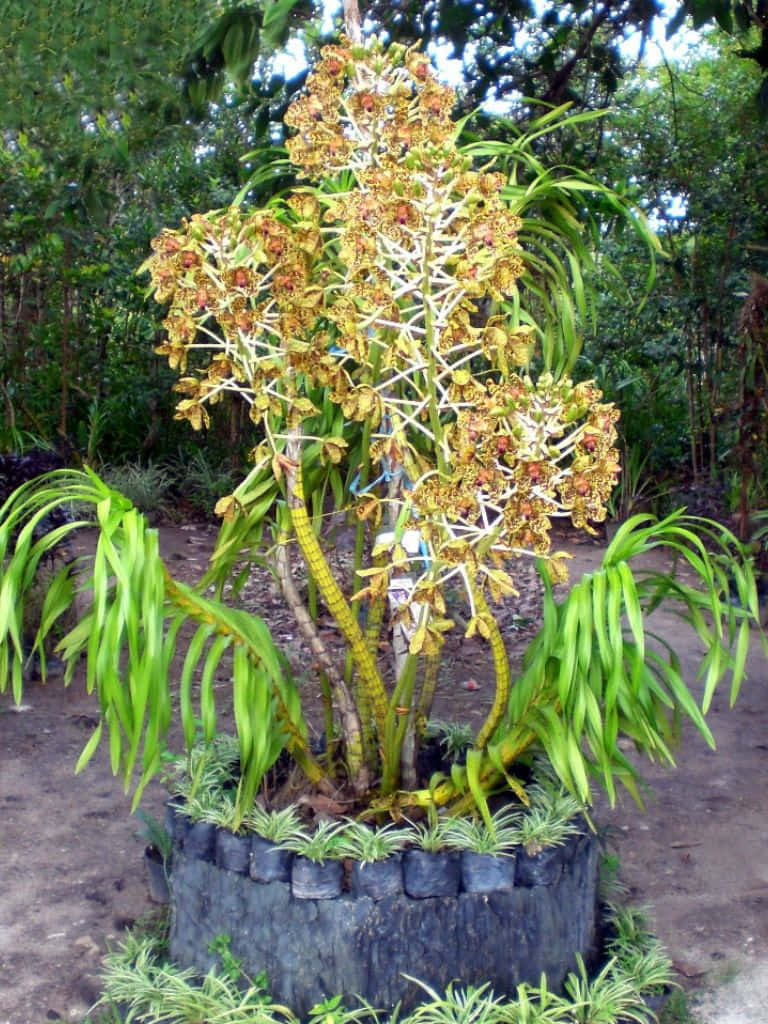 森林中花盆裡的高大蘭花，帶有金色花朵和綠葉。
