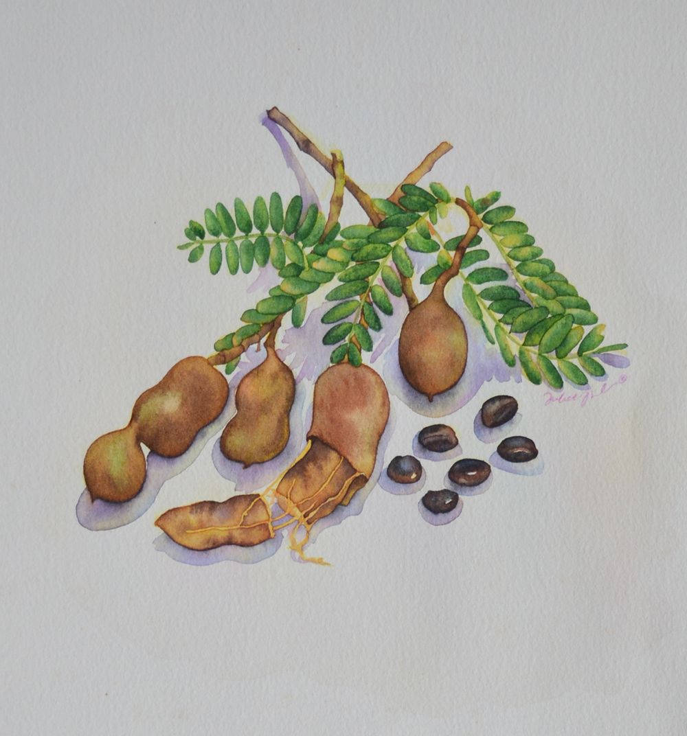 裂開果殼的酸角果 壁紙 — 一幅水彩畫，描繪羅望子莢和葉子，種子散落在有紋理的紙上。