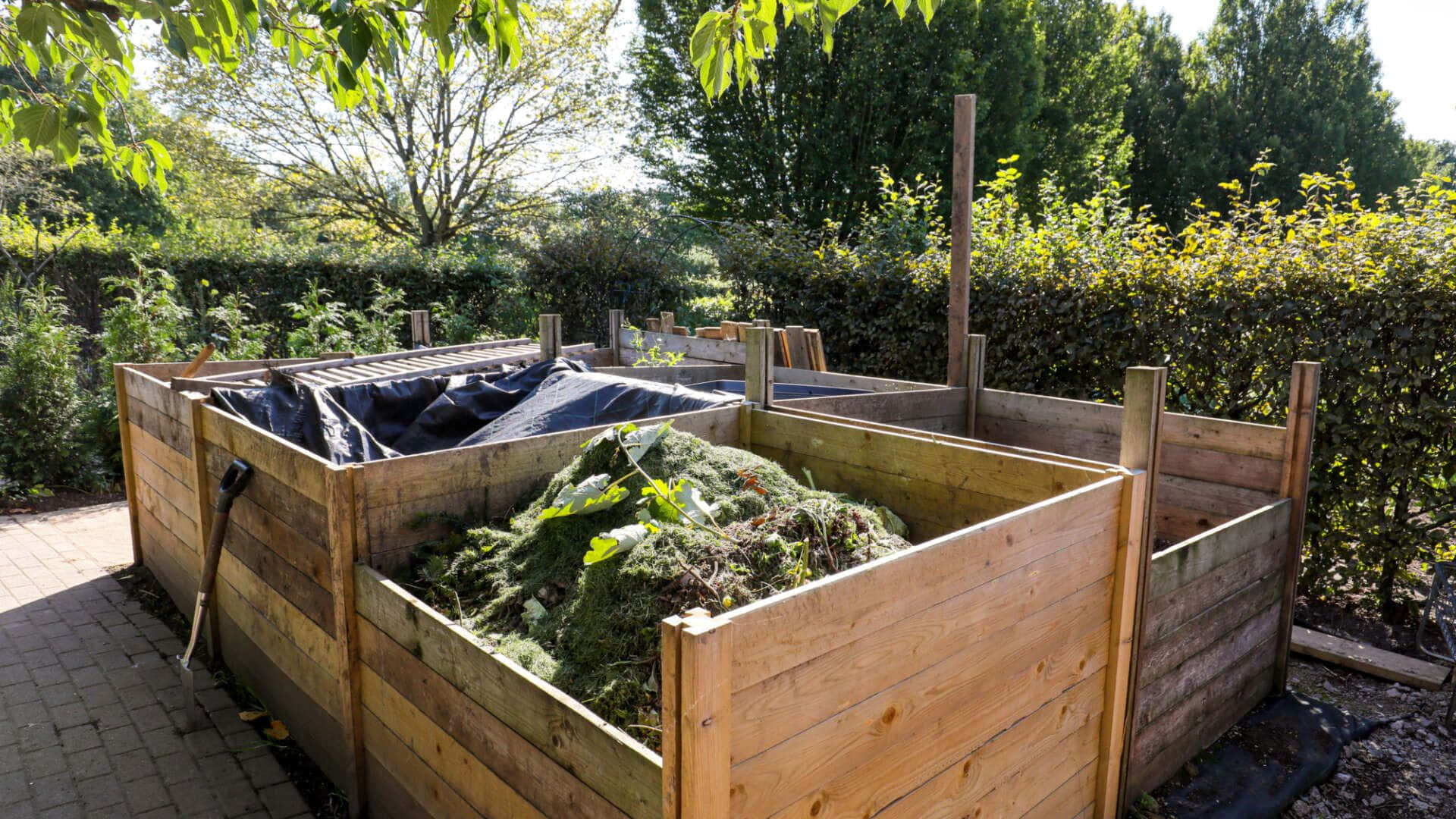 Compost 桌布 壁紙 — 裝滿綠色有機物的木製堆肥箱，位於陽光明媚的後院花園中，周圍環繞著茂密的綠色植物。