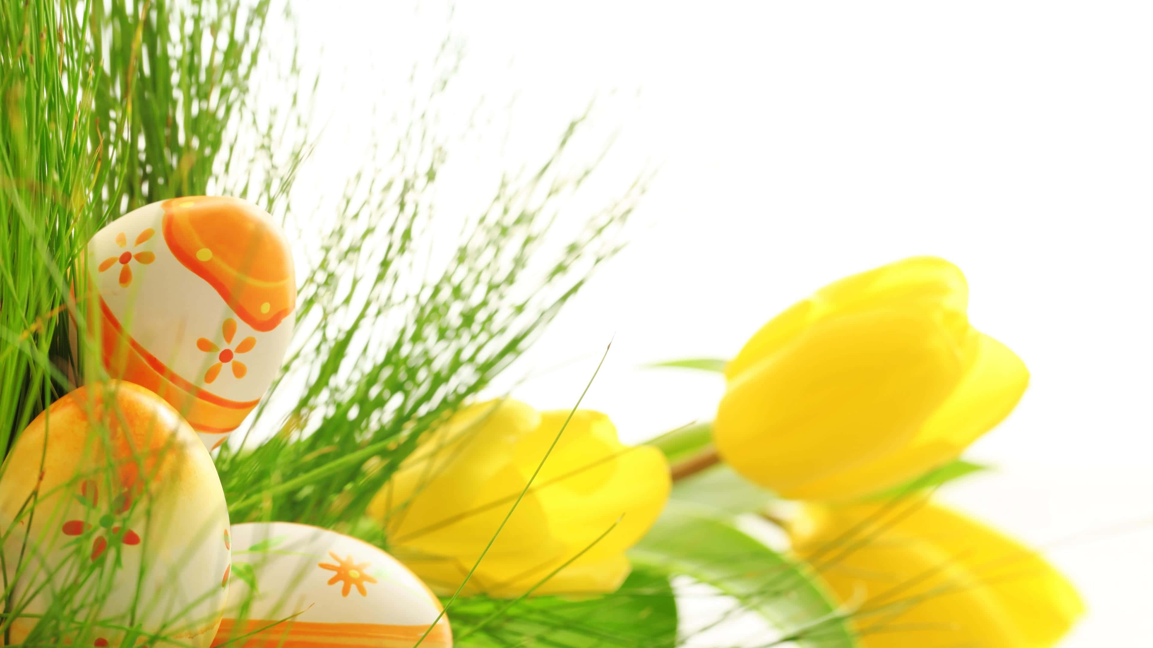 Yellow Tulips 桌布 壁紙 — 裝飾性復活節彩蛋帶有橙色花卉圖案， nestled 在充滿活力的綠色草地上，旁邊是鮮黃色的鬱金香。