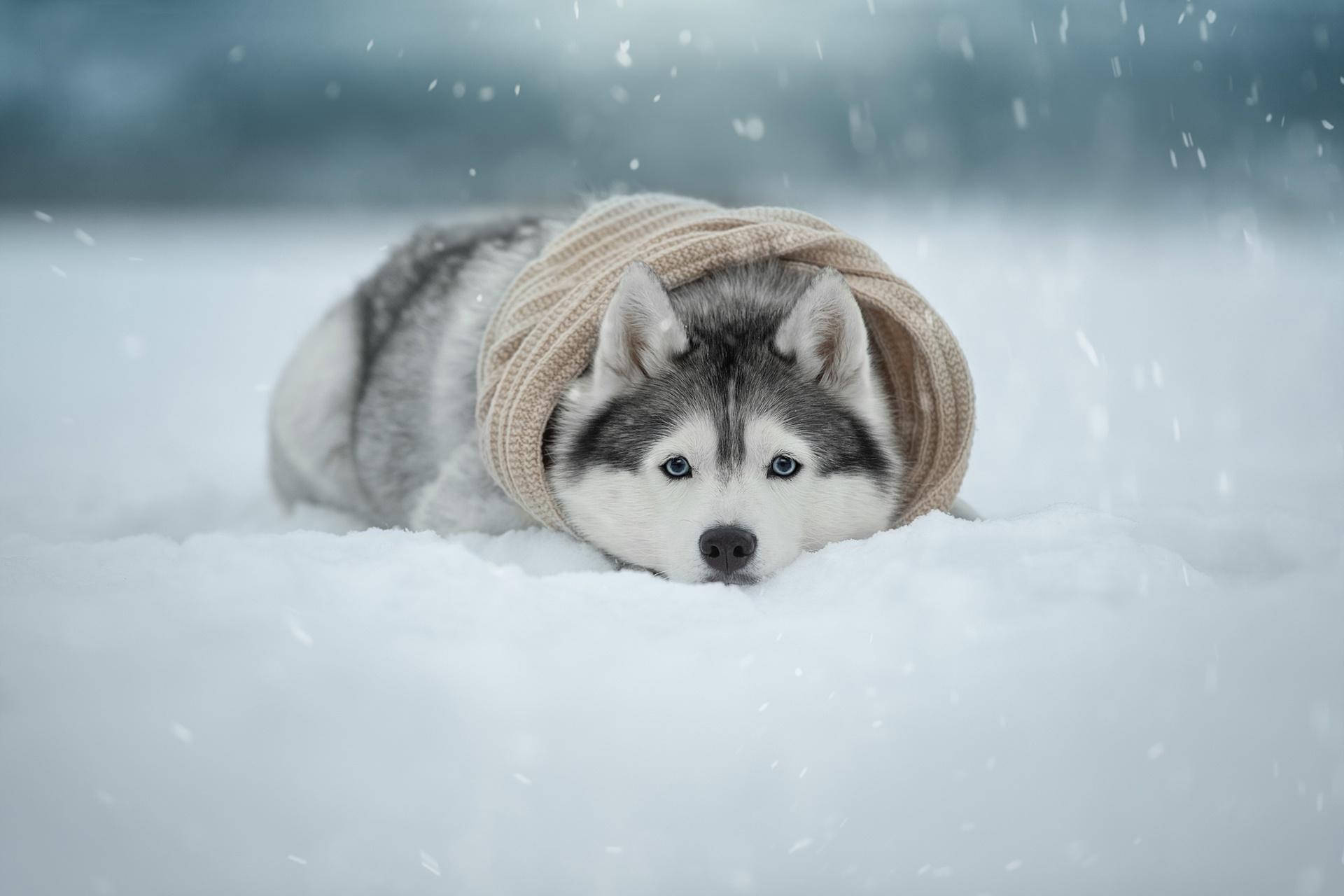 裹著米色布料的哈士奇幼犬 壁紙 — 一隻藍眼睛的哈士奇狗戴著舒適的米色針織頭巾，躺在厚厚的雪中，雪花在周圍飄落。
