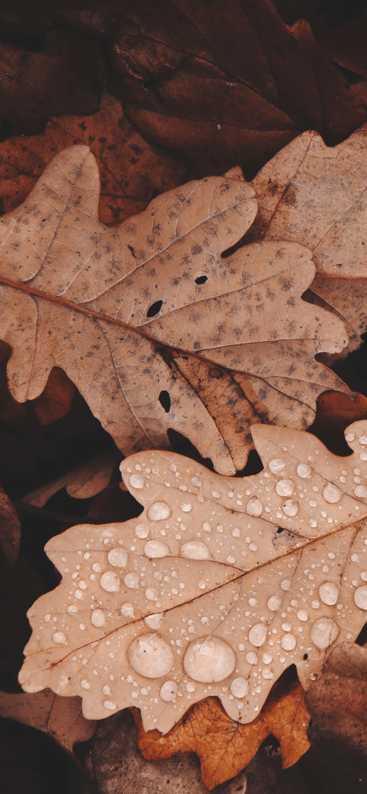 Brown Leaves 桌布 壁紙 — 褐色橡樹葉的特寫，露珠在其紋理表面上閃閃發光。