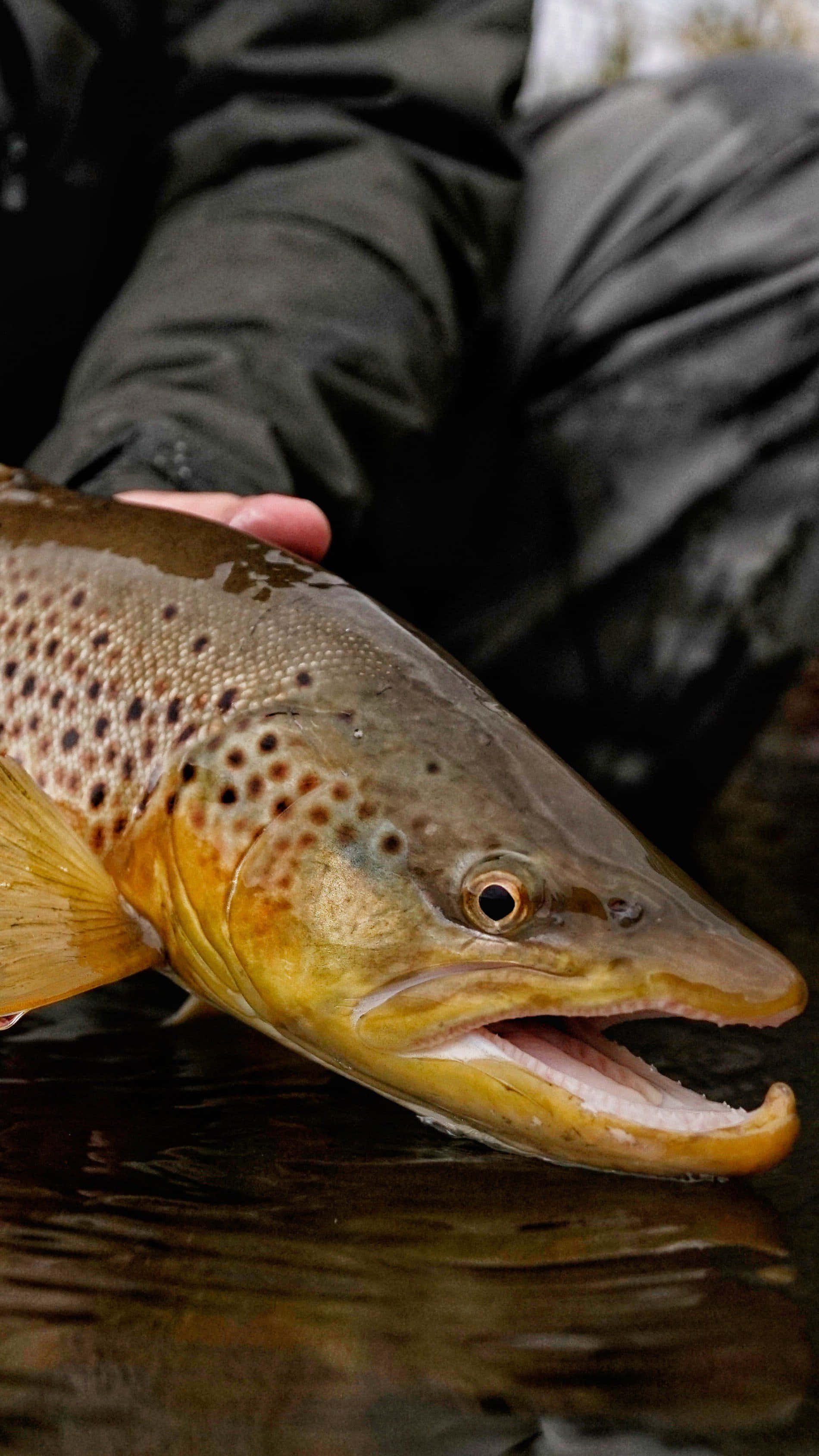 Brown Trout 桌布 壁紙 — 褐鱒魚的近距離特寫，帶有斑點鱗片和張開的嘴巴，由一名穿著深色裝備的漁夫在漣漪水面上手持。