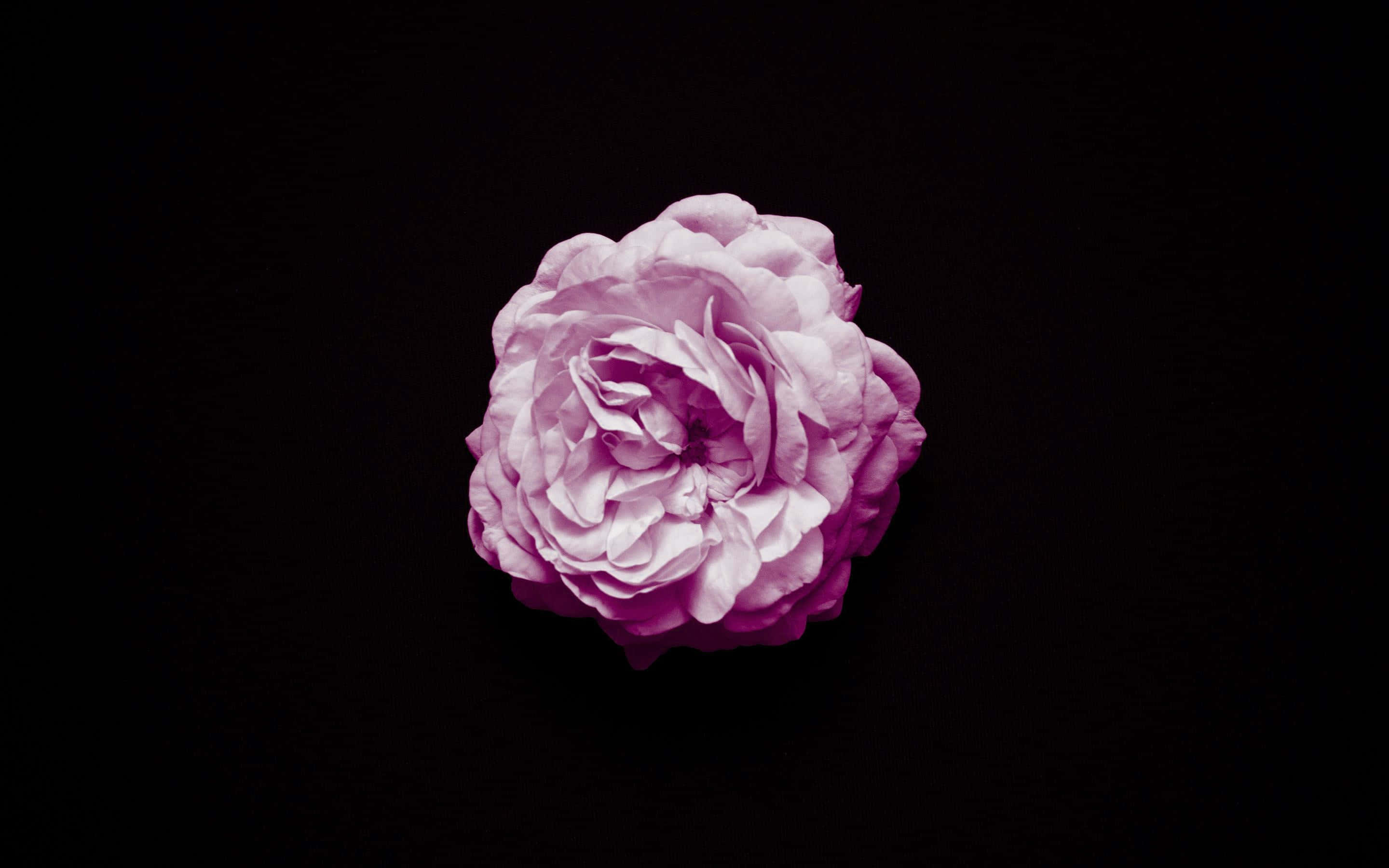 褪色黑粉紅花朵桌面 壁紙