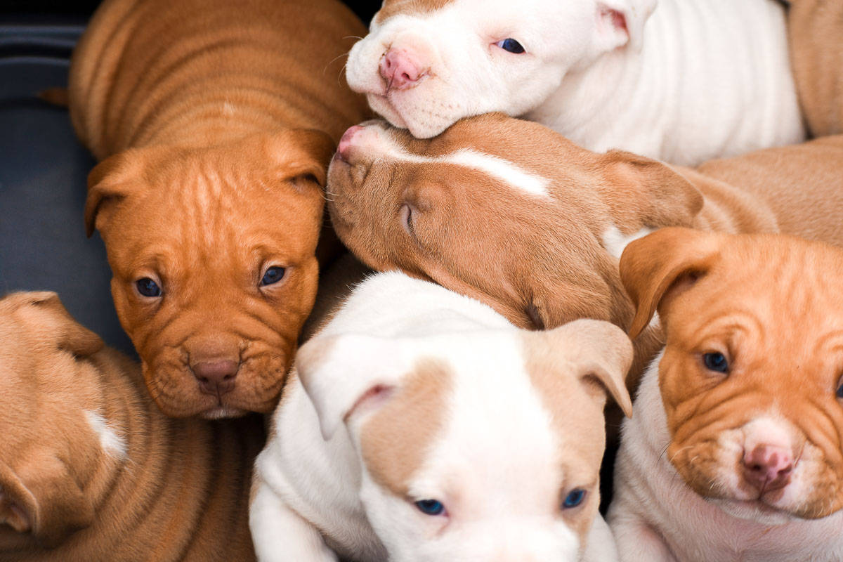 褶皺身體鬥牛犬幼犬 壁紙 — 一群可愛的鬥牛犬幼犬，臉上佈滿皺紋，藍色眼睛，在黑暗的表面上依偎在一起。