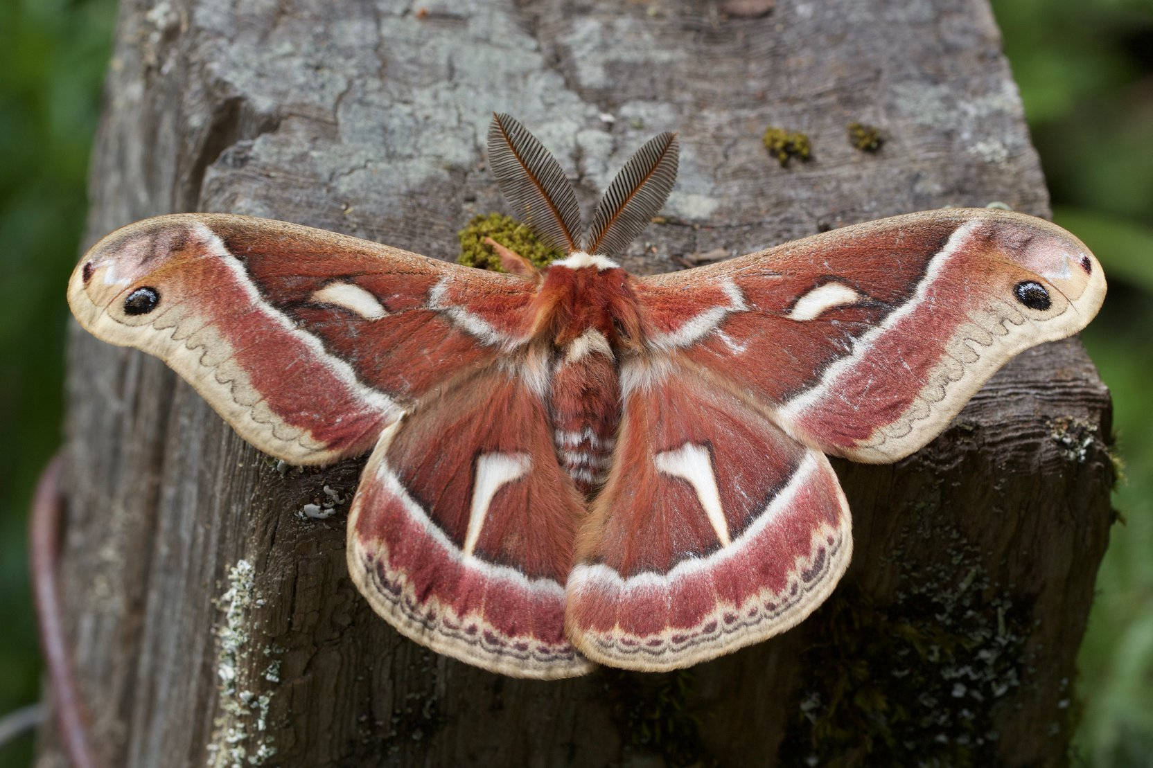 西伯利亞絲蛾（Ceanothus Silkmoth） 壁紙 — 一隻帶有眼斑的大型鮮豔紅白蛾停在森林中長滿苔蘚的樹樁上。