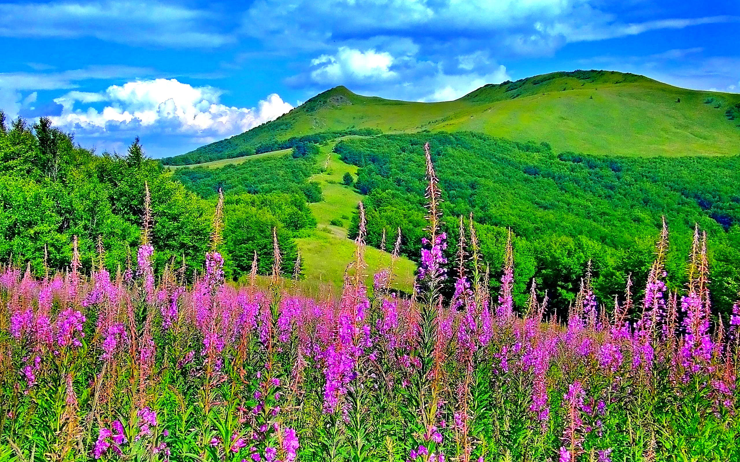 西伯利亞綠色山丘 壁紙 — 充滿活力的紫色野花在前景盛開，綠草如茵的山丘和森林，在晴朗的藍天和蓬鬆的白雲下。