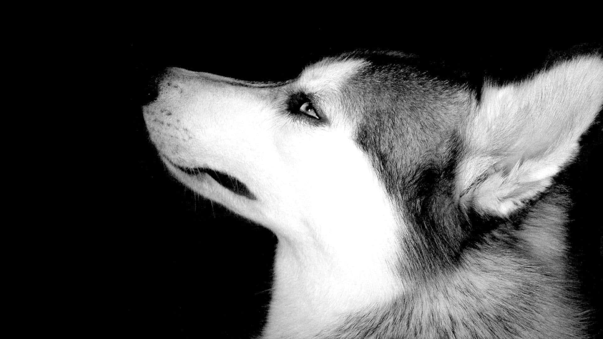 哈士奇犬臉部的黑白特寫，背景為深色。