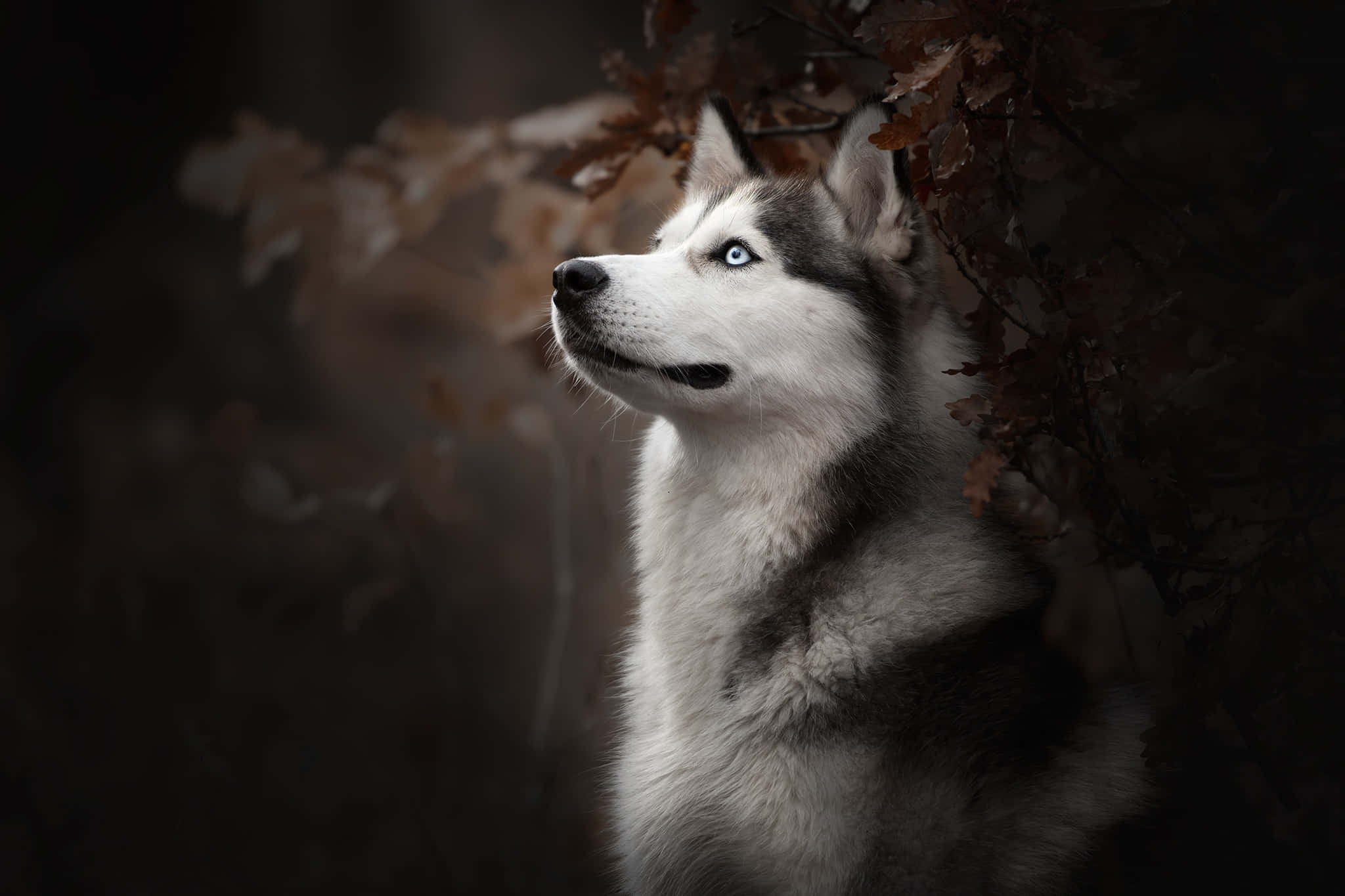 西伯利亞雪橇犬犬種圖片 壁紙 — 一隻引人注目的哈士奇，擁有銳利的藍色眼睛，在陰鬱的森林環境中從秋葉後探出頭來。