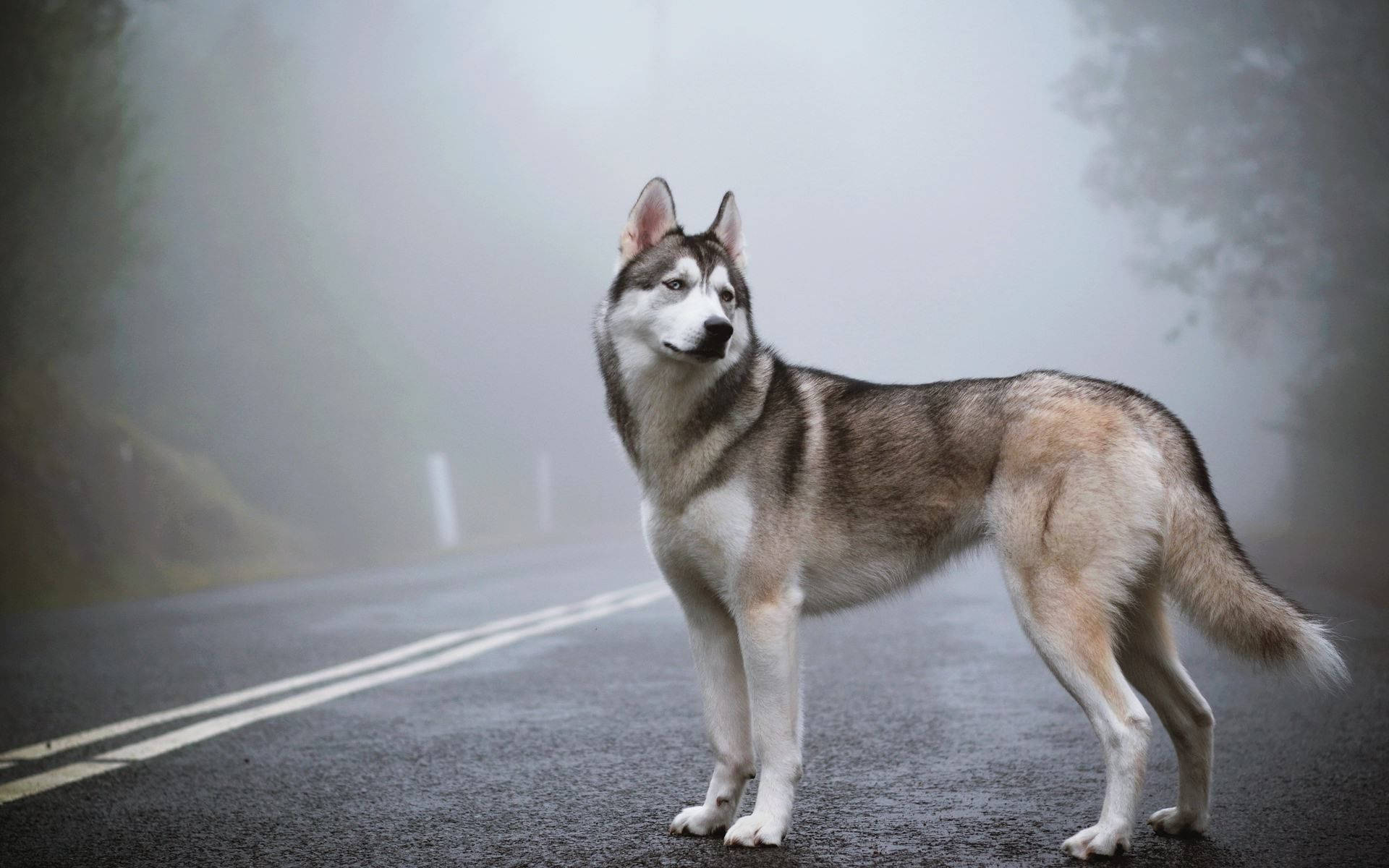 西伯利亞雪橇犬狗動物 壁紙 — 一隻威嚴的西伯利亞雪橇犬警覺地站在霧氣瀰漫的山路上，銳利的雙眼凝視著迷霧遠方。