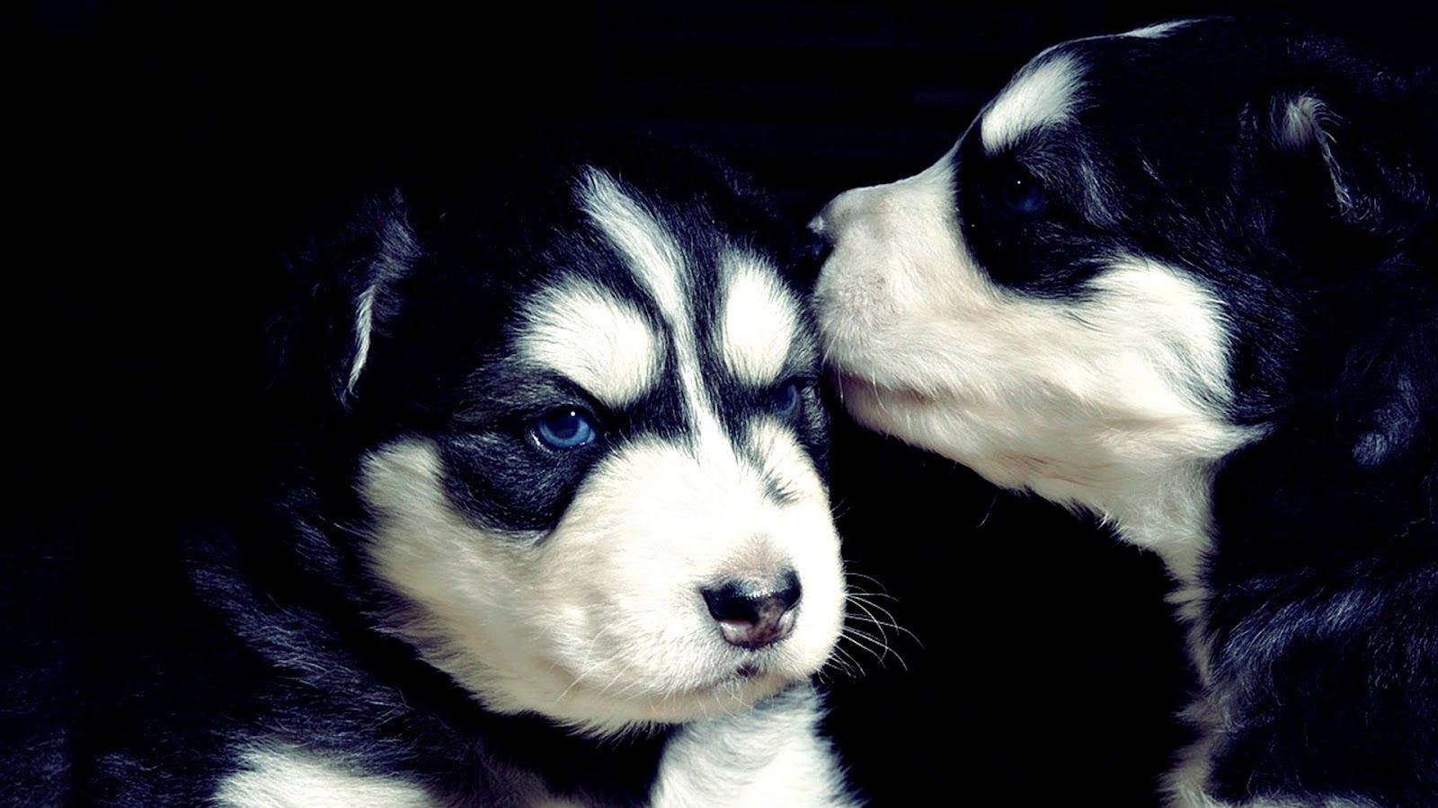 兩隻藍眼睛的哈士奇幼犬在黑色背景上互相依偎。