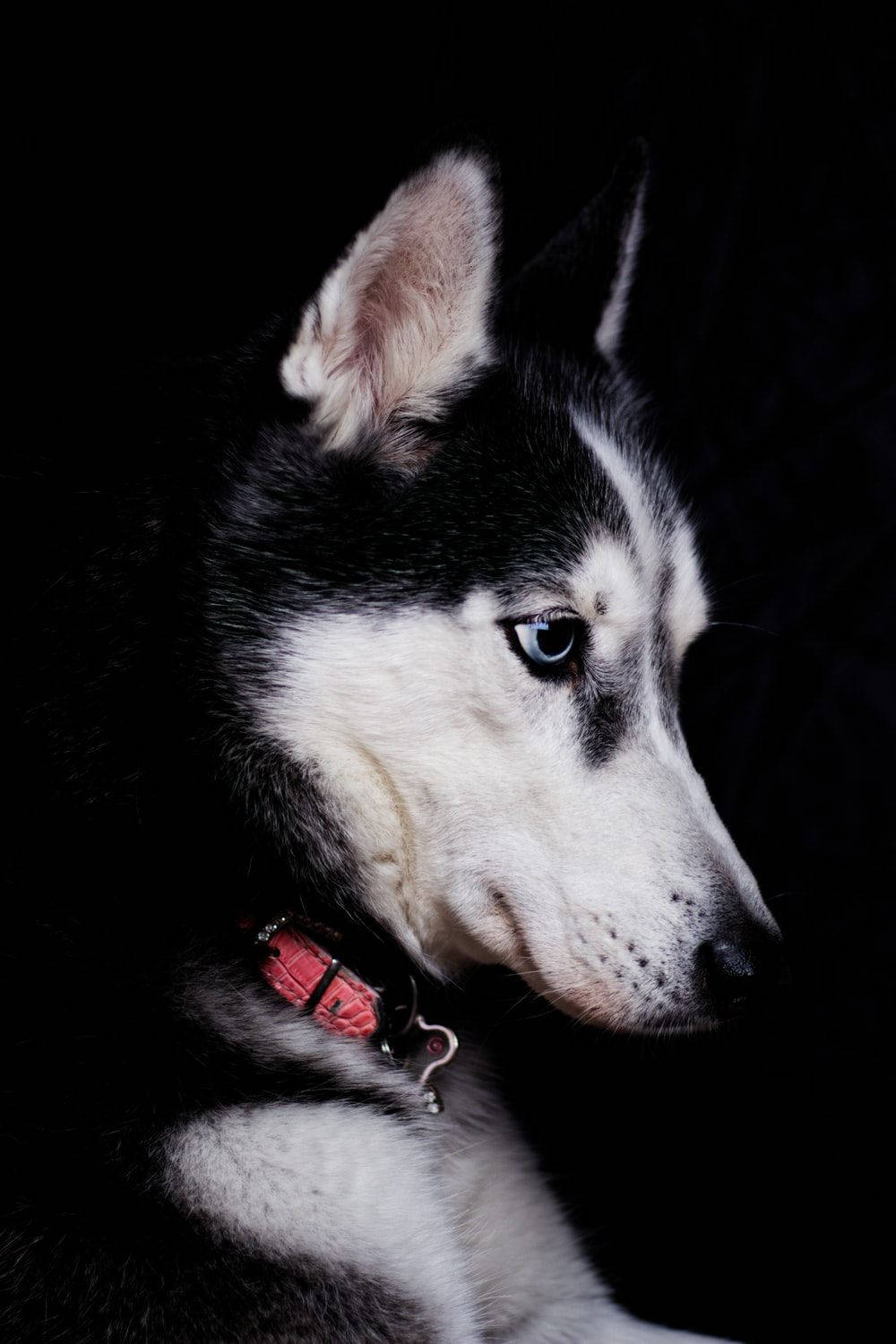 哈士奇犬在黑色背景上的特寫，有藍色眼睛和紅色項圈。