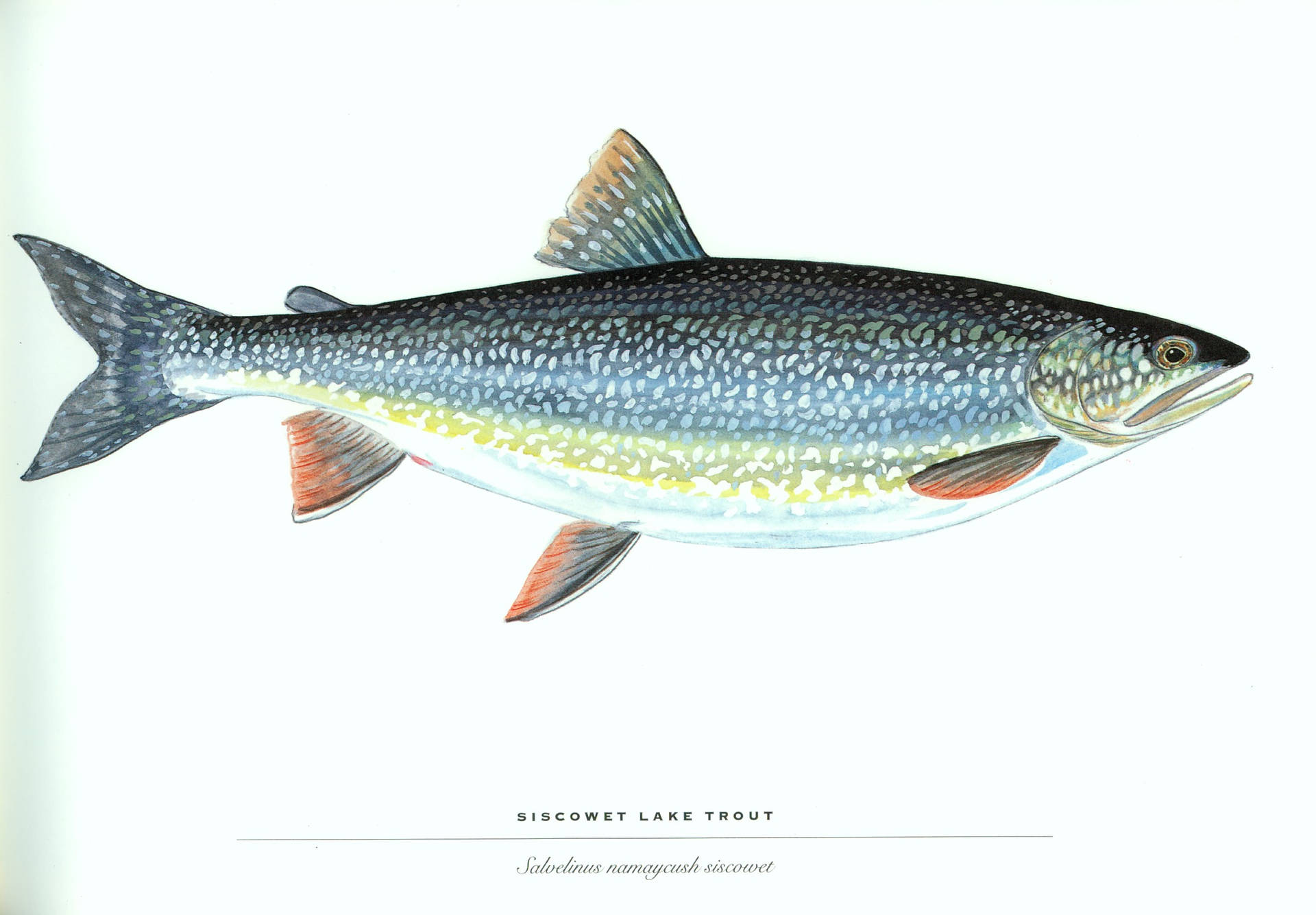 Siscowet湖鱒魚插圖，帶有斑點銀色身體和橙色魚鰭。