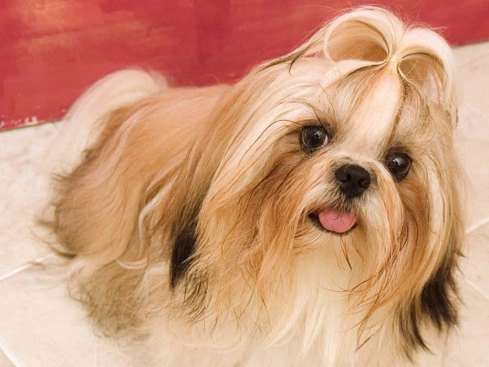 毛茸茸的西施犬頭上戴著蝴蝶結，伸出舌頭微笑。
