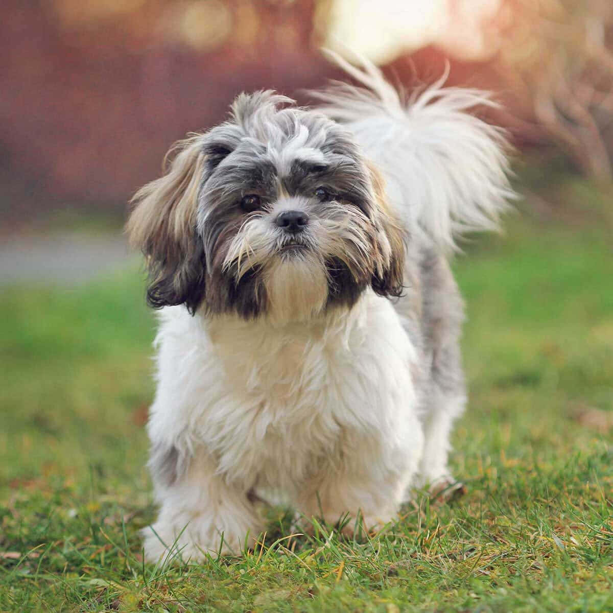 西施犬品種 壁紙 — 一隻毛茸茸的灰色和白色西施犬警覺地站在綠色草地上，背景是柔和模糊的秋樹。