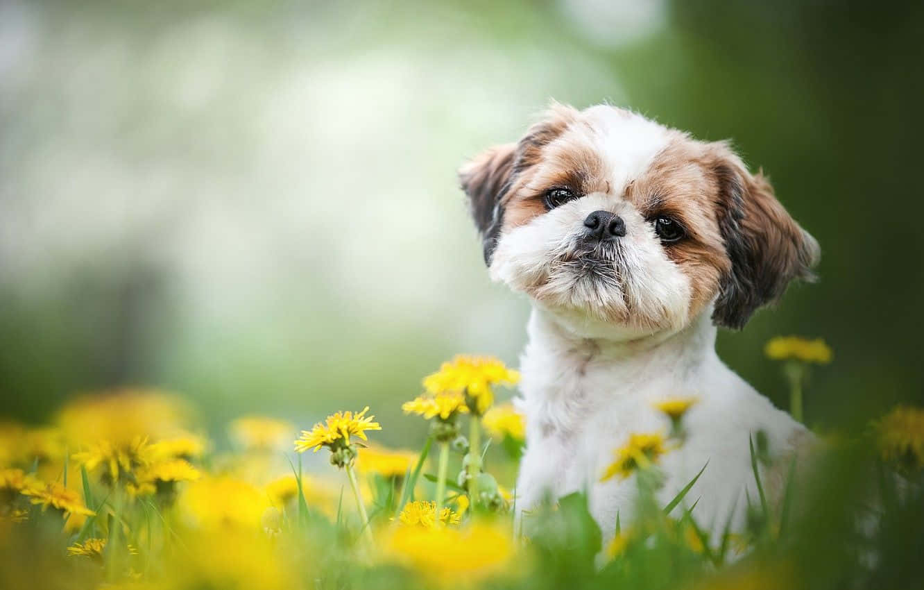 西施犬在草地上 壁紙 — 一隻毛茸茸的白色和棕色小狗坐在陽光明媚的綠色草地上，周圍是鮮豔的黃色蒲公英。