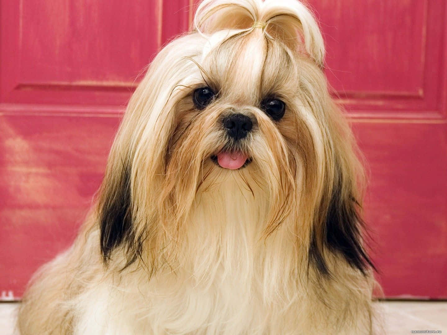 西施犬壁紙 壁紙 — 一隻毛茸茸的西施犬，頭頂紮著髮髻，開心地坐在鮮紅色的門前，伸出舌頭，表情愉快。