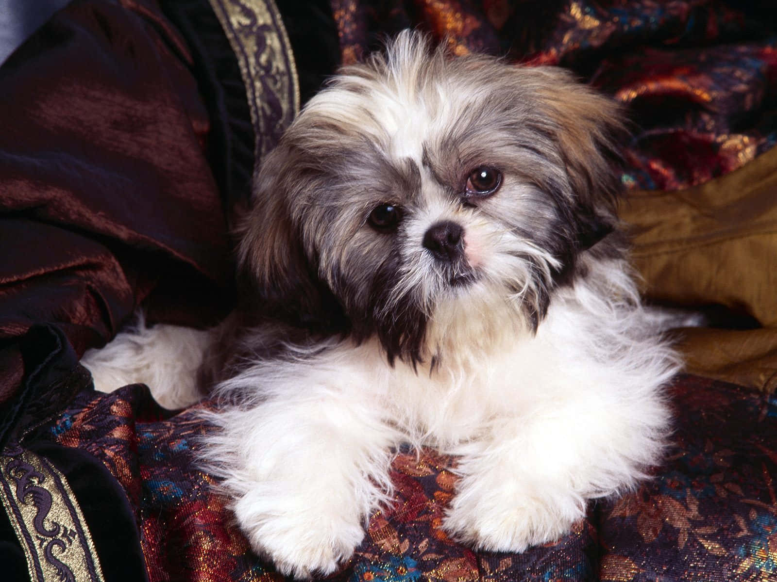 毛茸茸的西施犬幼犬在裝飾布上休息。