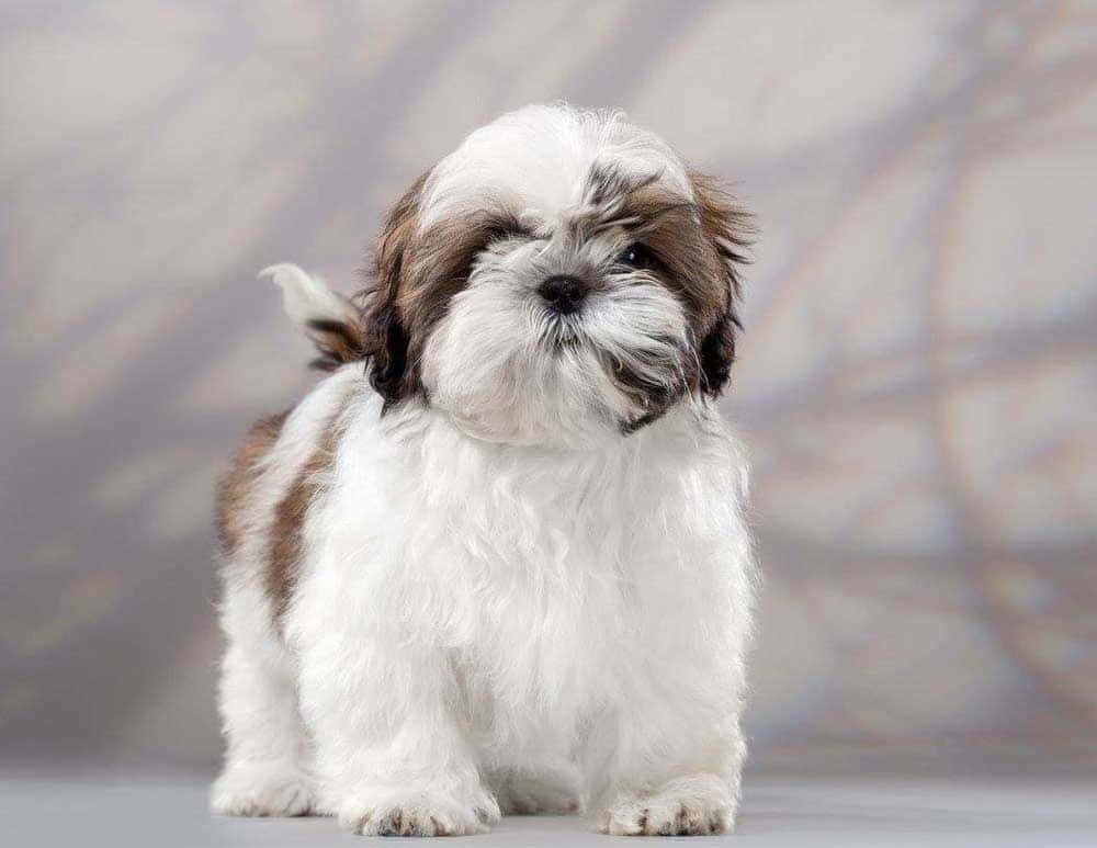 西施犬幼犬 - 西施犬幼犬 壁紙 — 一隻毛茸茸的白色和棕色西施犬幼犬，有著富有表情的眼睛，警覺地站在柔和的灰色工作室背景前。